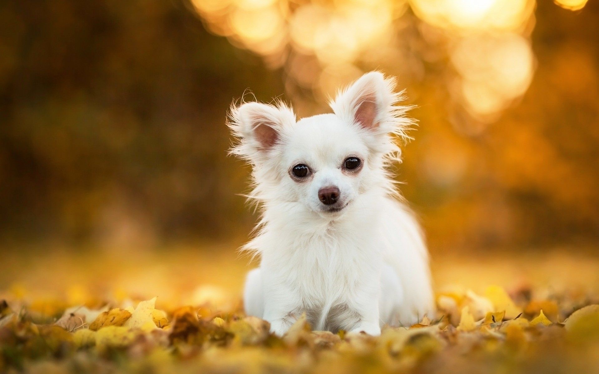 Chihuahua wallpapers in 4K, High-definition backgrounds, Stunning visuals, Adorable pet, 1920x1200 HD Desktop