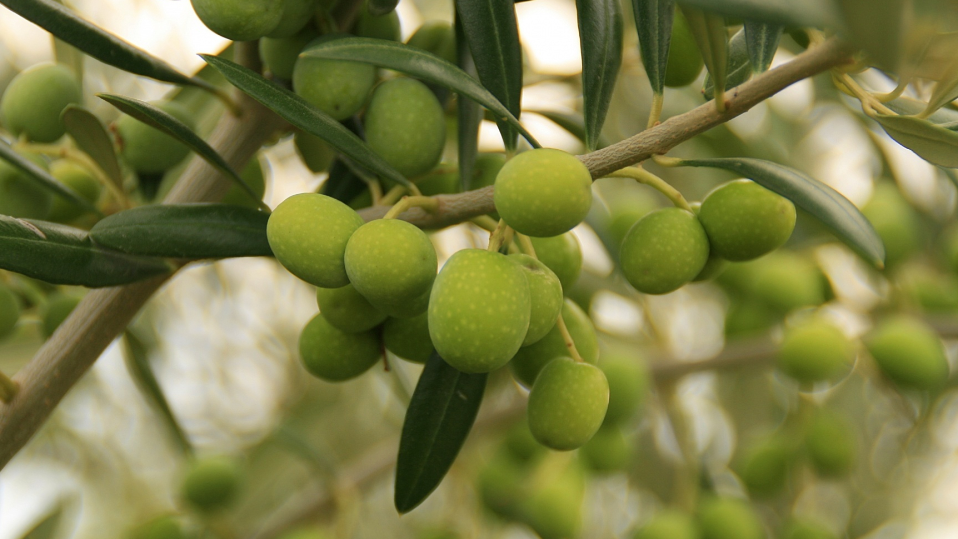 Olive: Commonly used in cooking, especially in Mediterranean cuisine. 1920x1080 Full HD Wallpaper.