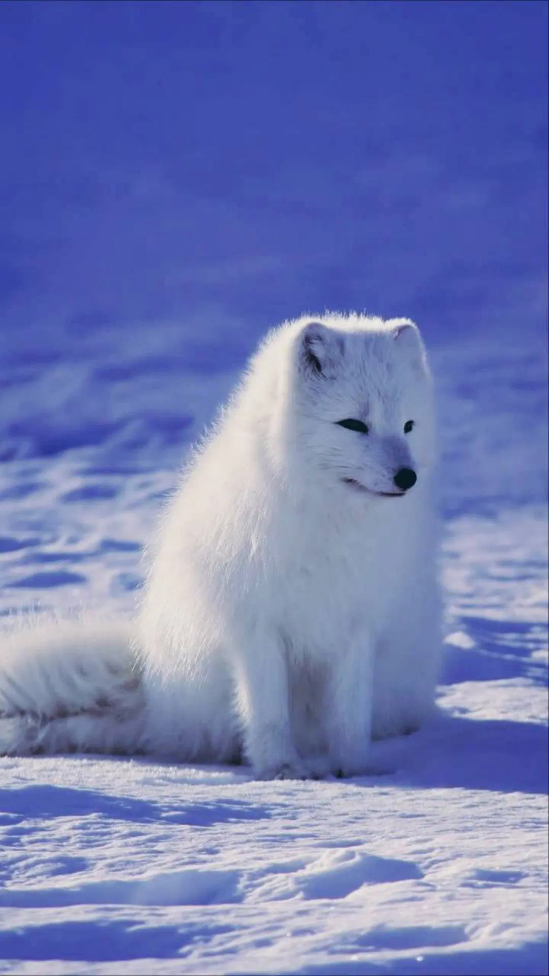 Arctic fox, Android iPhone desktop, HD backgrounds, 2022 release, 1080x1920 Full HD Phone