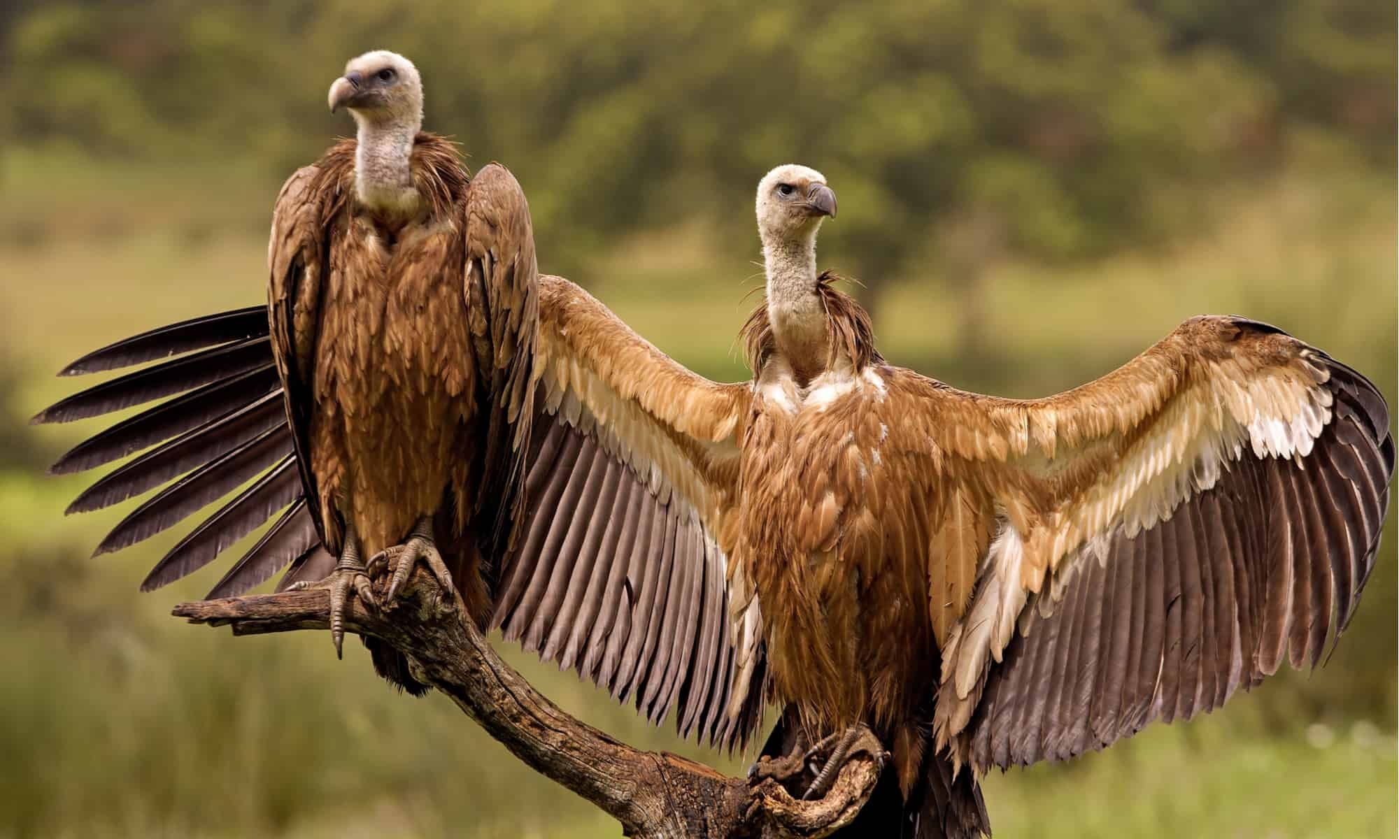 Griffon (Bird): African white-backed vulture, The savannah of west and eastern and southern Africa. 2000x1200 HD Wallpaper.