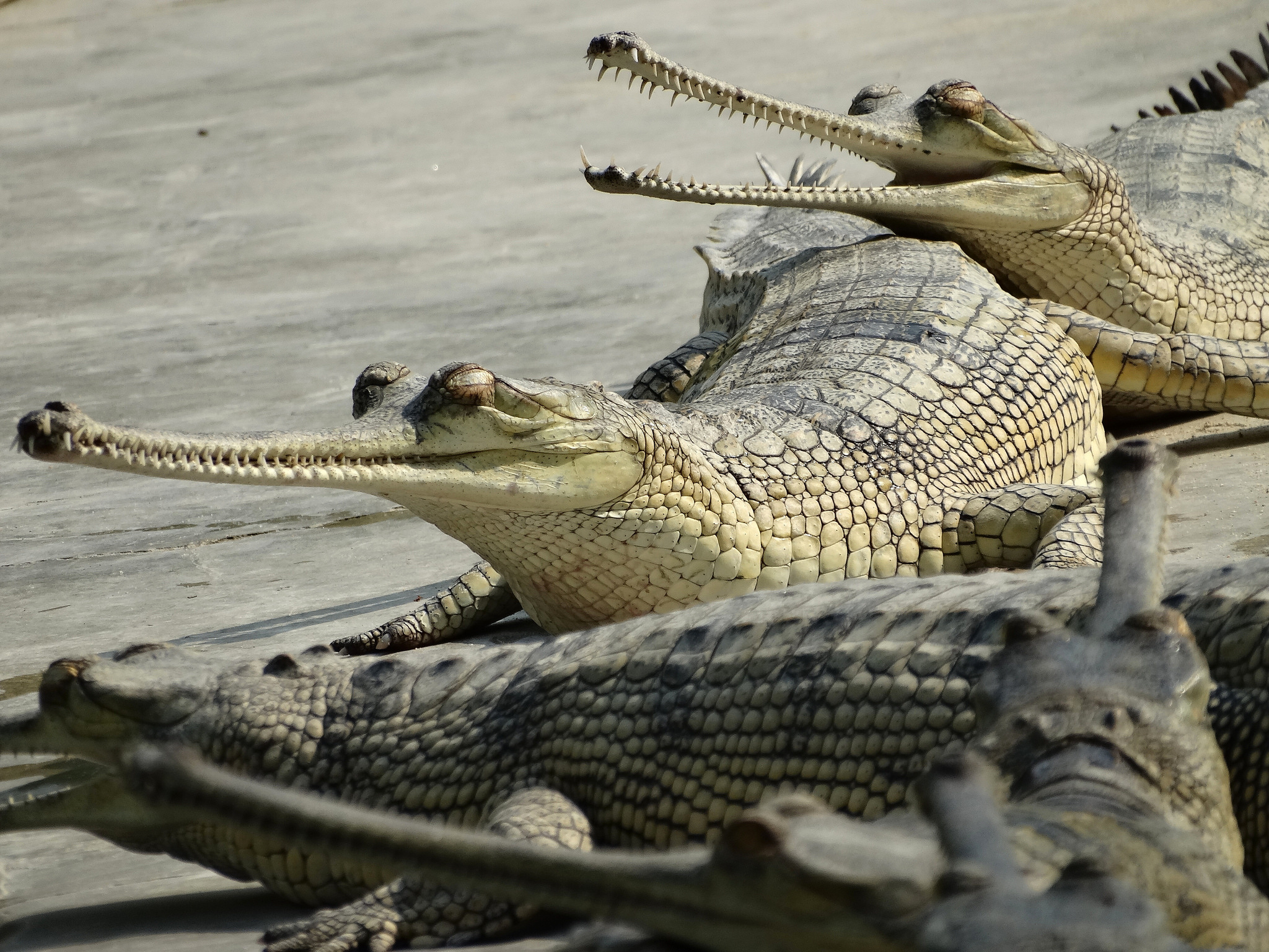 Chitwan National Park, Endangered crocodiles, Bardia National Park, Conservation efforts, 2050x1540 HD Desktop
