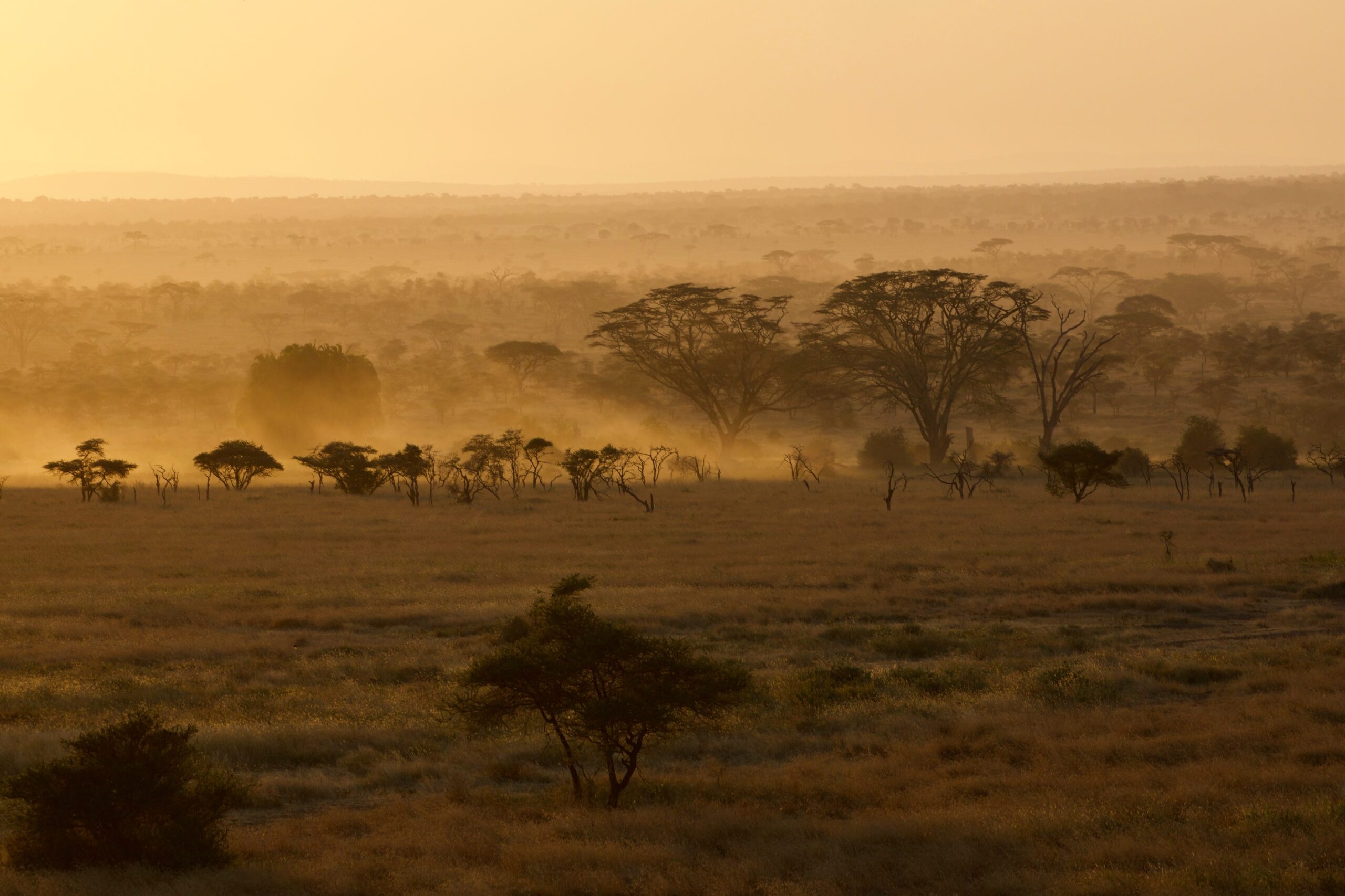 Safari-Abenteuer im Serengeti-Park, 2560x1710 HD Desktop