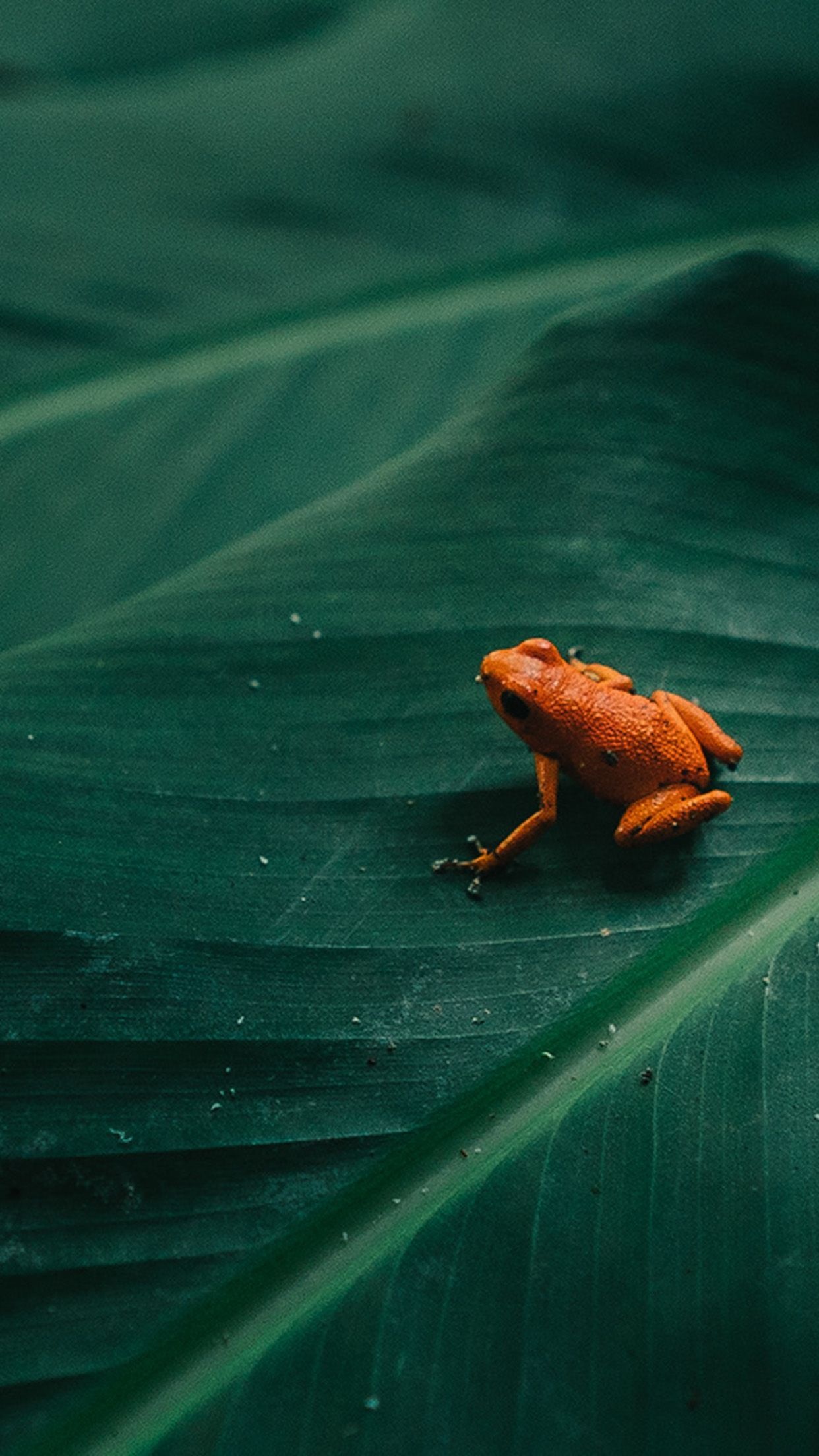4K HD frog iPhone wallpapers, Frog iPhone backgrounds, Wallpaper collection, Nature-themed, 1250x2210 HD Phone