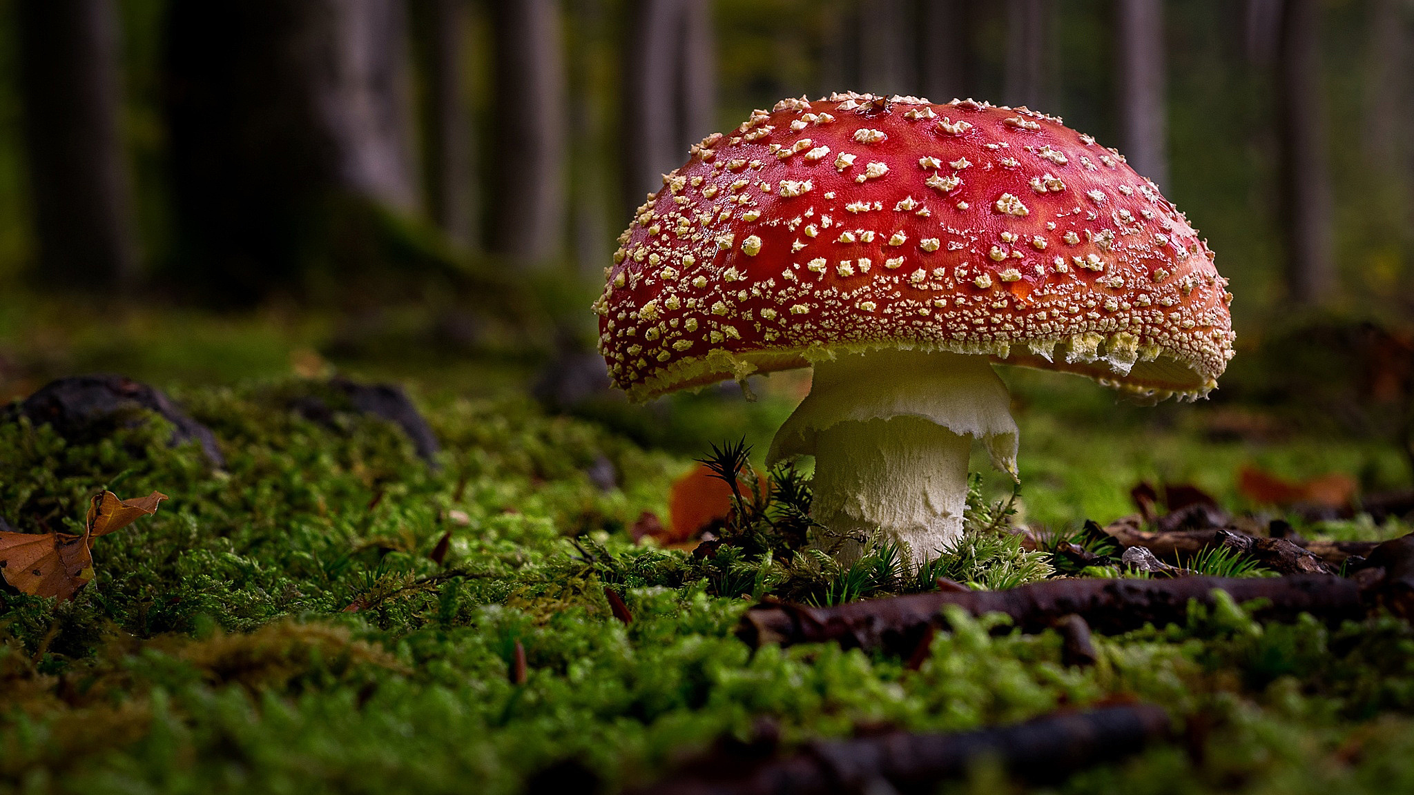 Amanita, Nature, Macro photo, Mushroom forest, 2050x1160 HD Desktop