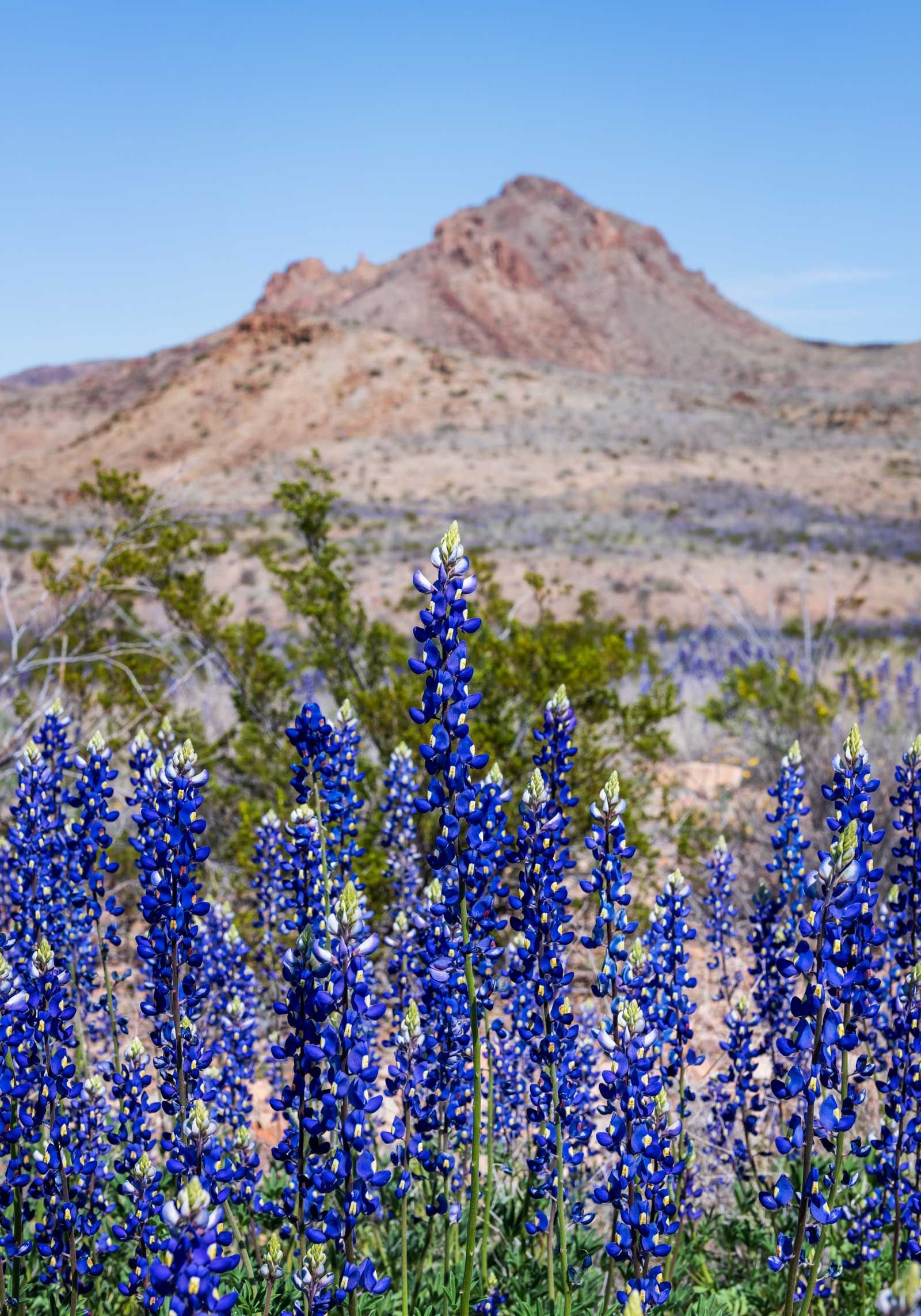Texas Hill Country, Spectacular bluebonnet bloom, Beautiful landscapes, 1600x2290 HD Phone