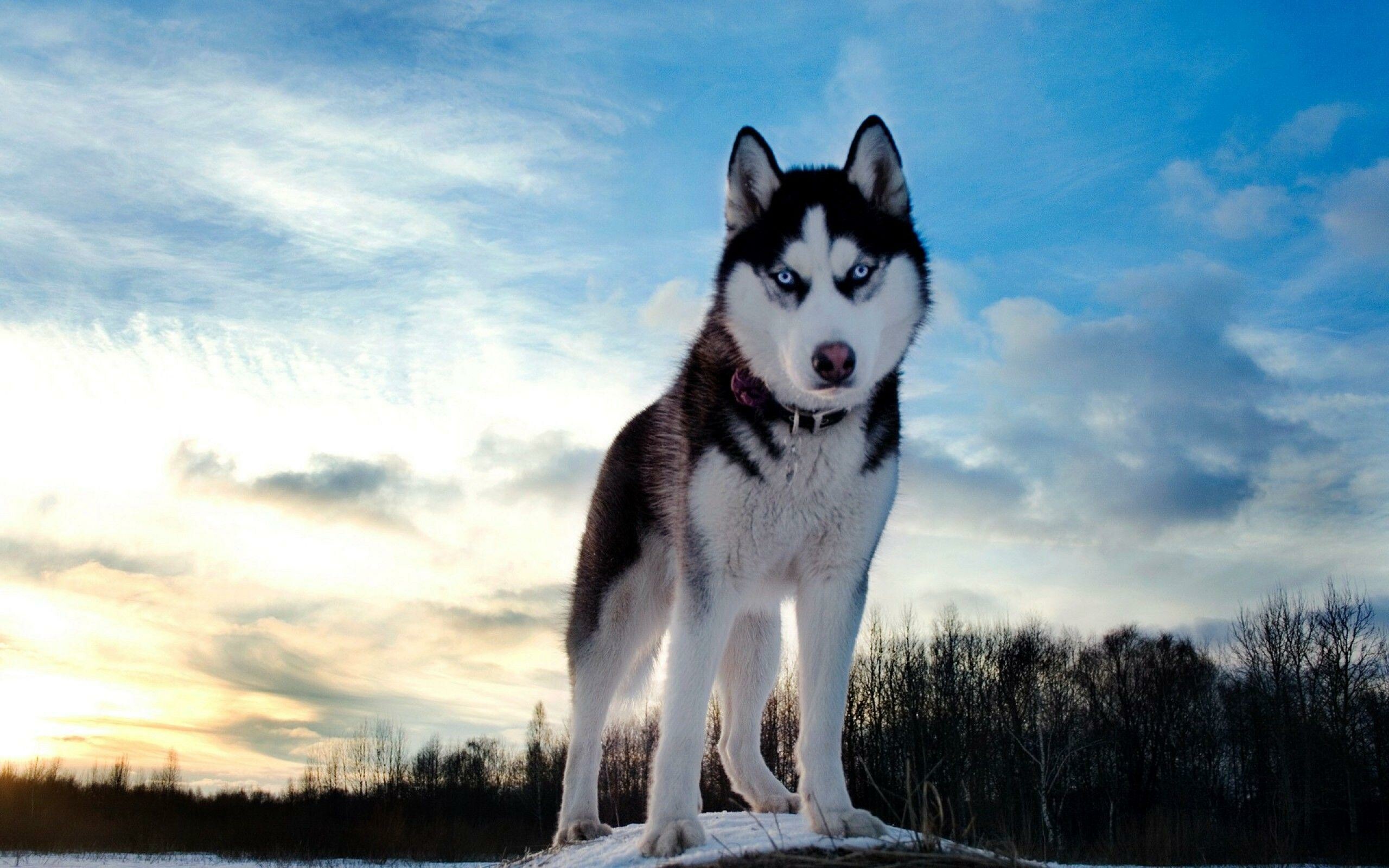 Siberian Husky: Were brought to Nome, Alaska in 1908 to serve as working sled dogs. 2560x1600 HD Background.
