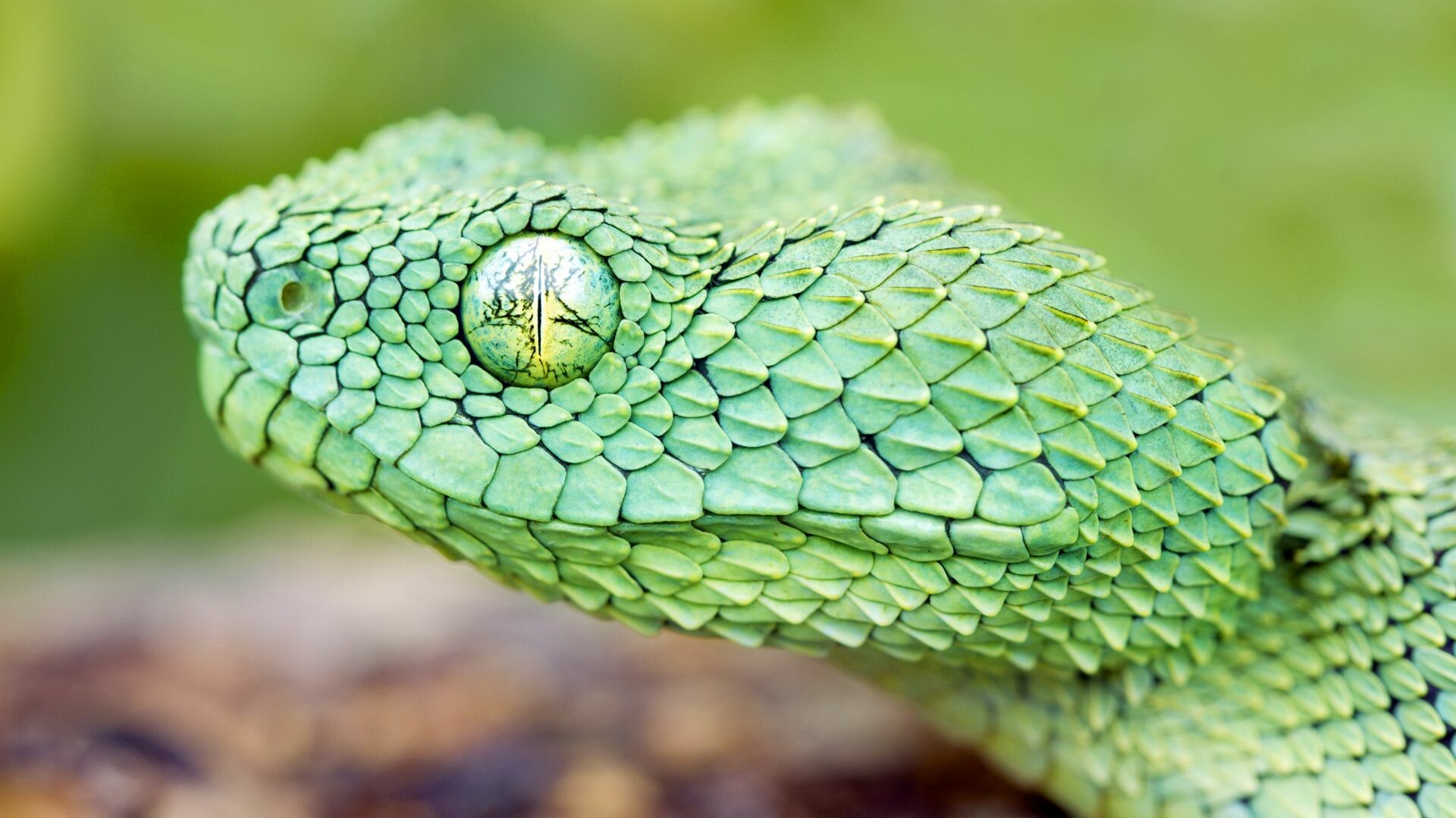 Snake: Cannot bite or tear their food to pieces so must swallow their prey whole. 1920x1080 Full HD Wallpaper.