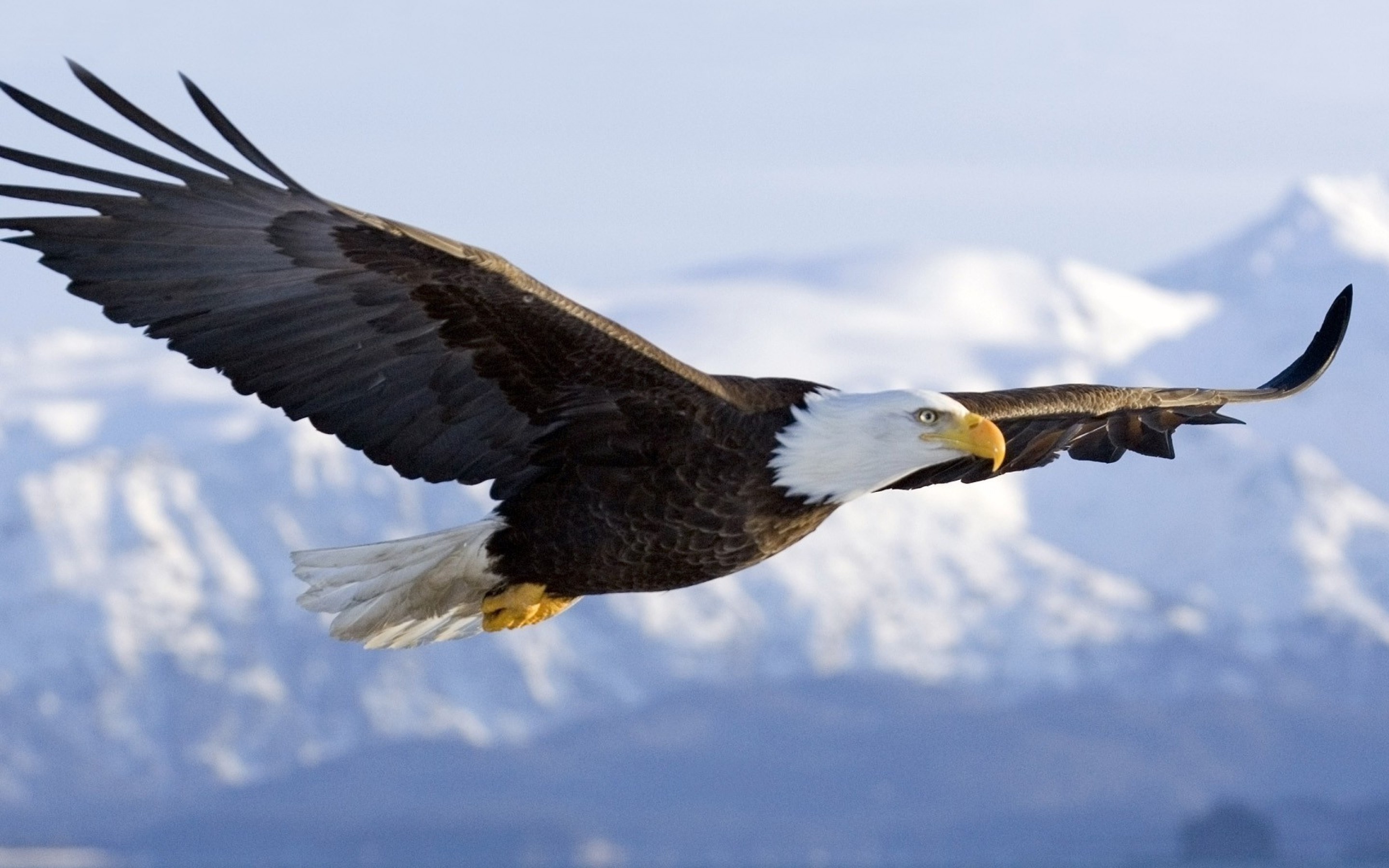Bald Eagle, Magnificent creature, Detailed feathers, Stunning visuals, 2880x1800 HD Desktop