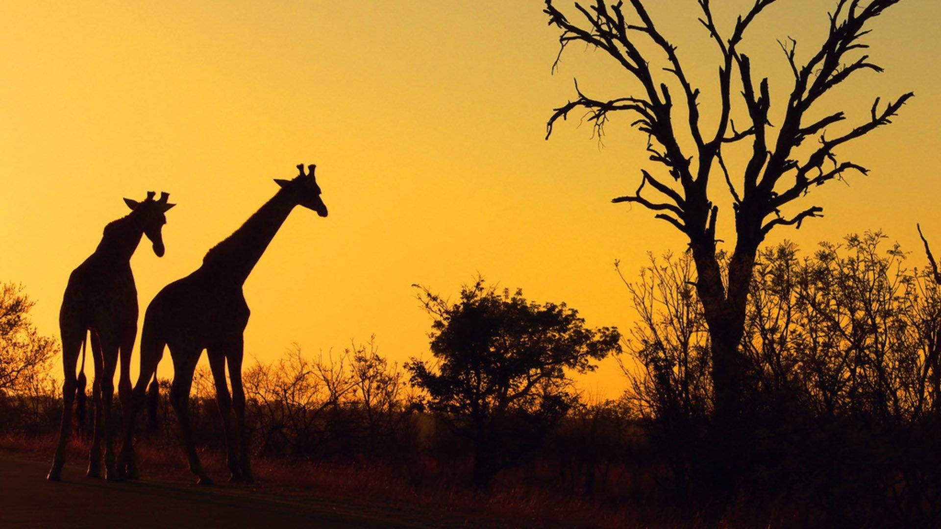 Kruger National Park, Safari adventure, African wildlife, Natural beauty, 1920x1080 Full HD Desktop