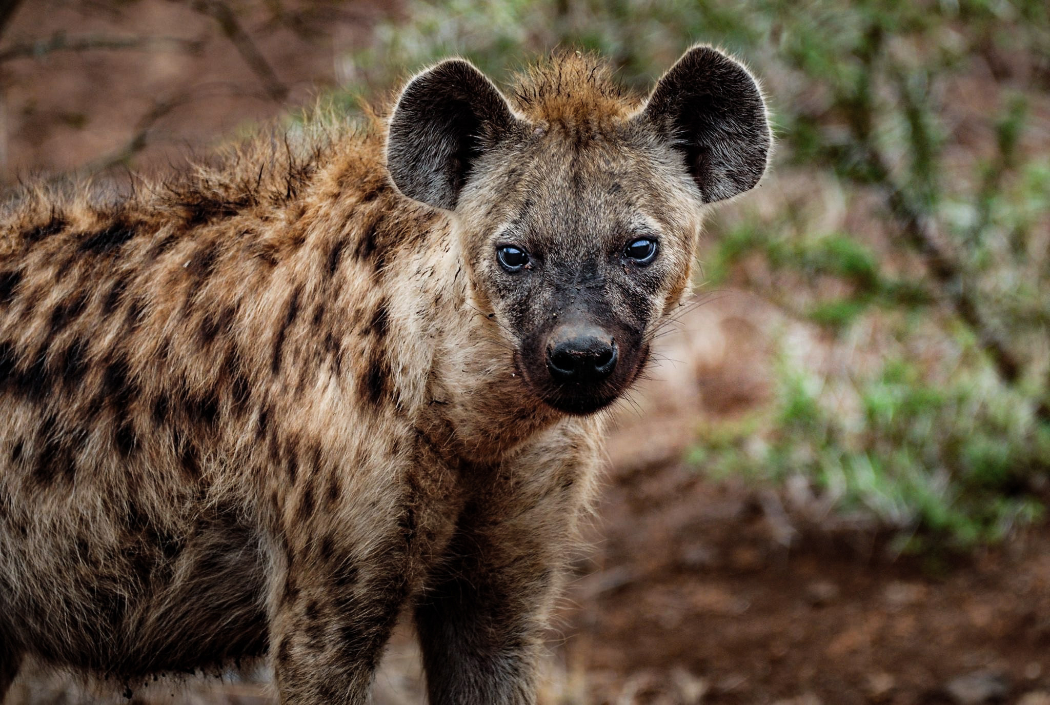 Close-up photography of hyena, Detailed and captivating, Free stock photo, Animal beauty, 2050x1380 HD Desktop