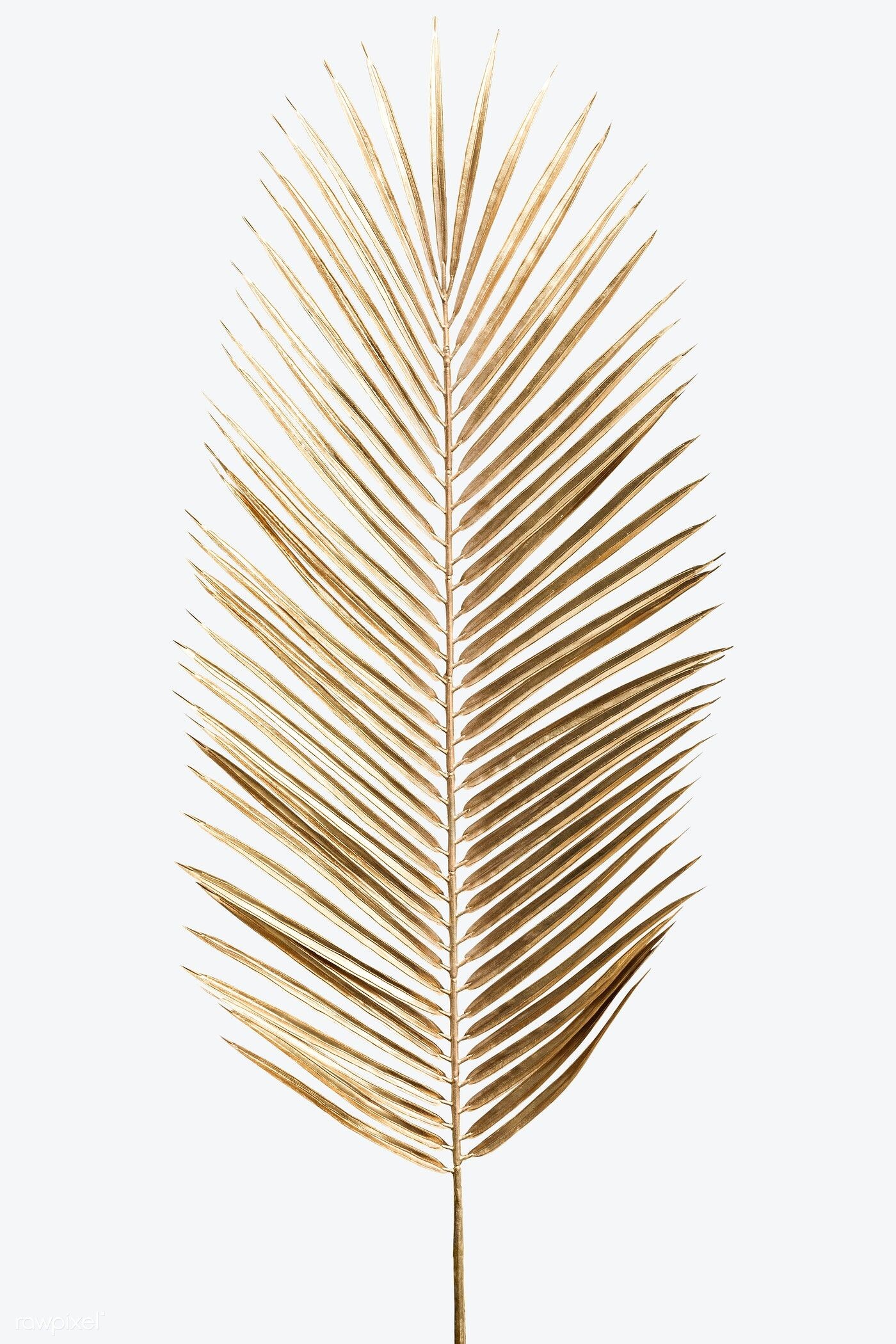 Gold Leaf: Golden palm branch, Beautiful tropical foliage, Feather-like leaves. 1400x2100 HD Background.