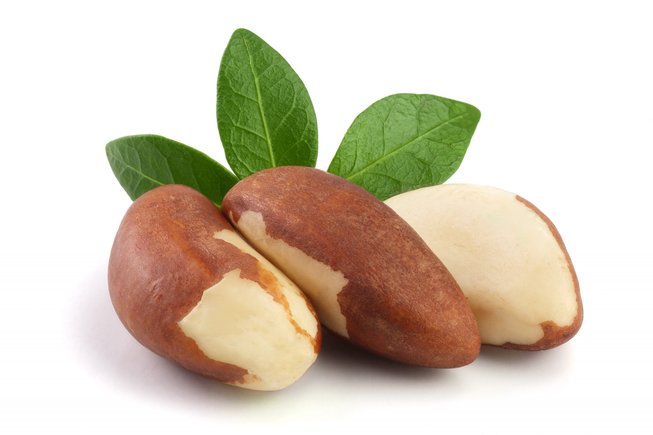 Brazil Nuts: A rich source of proteins carbohydrates and fats, Widely consumed by the Amazonian population. 2560x1710 HD Wallpaper.