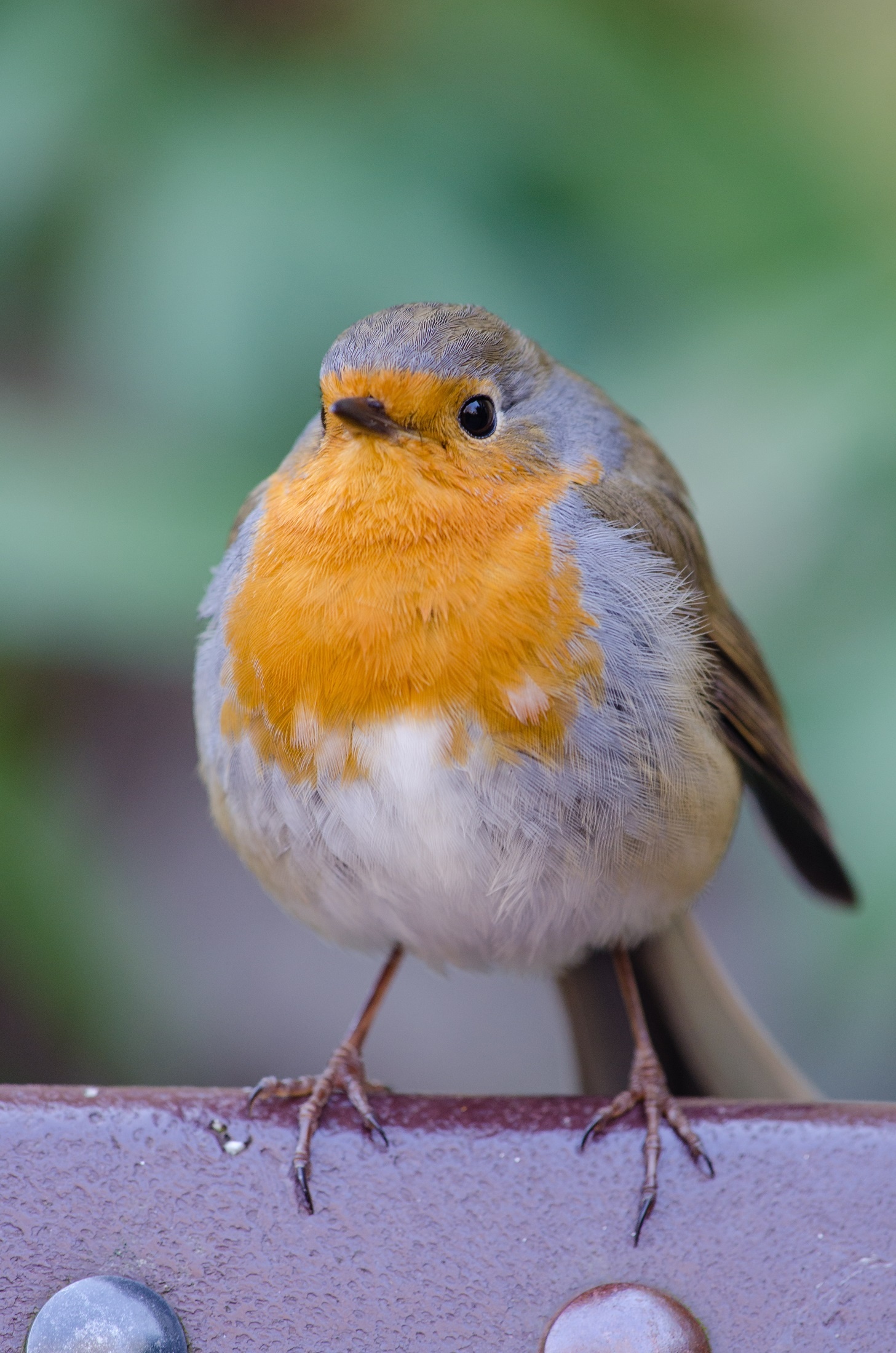Robin bird, Cute animal, Free download, Jooinn, 1460x2200 HD Handy