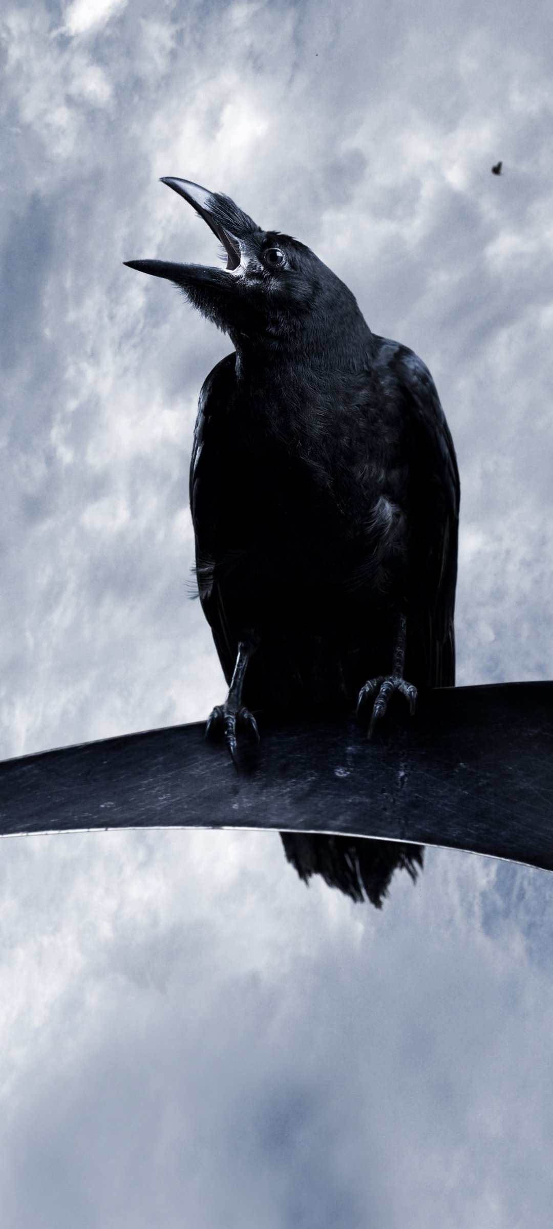 Animal, Raven, Bird, Wildlife, 1080x2400 HD Handy