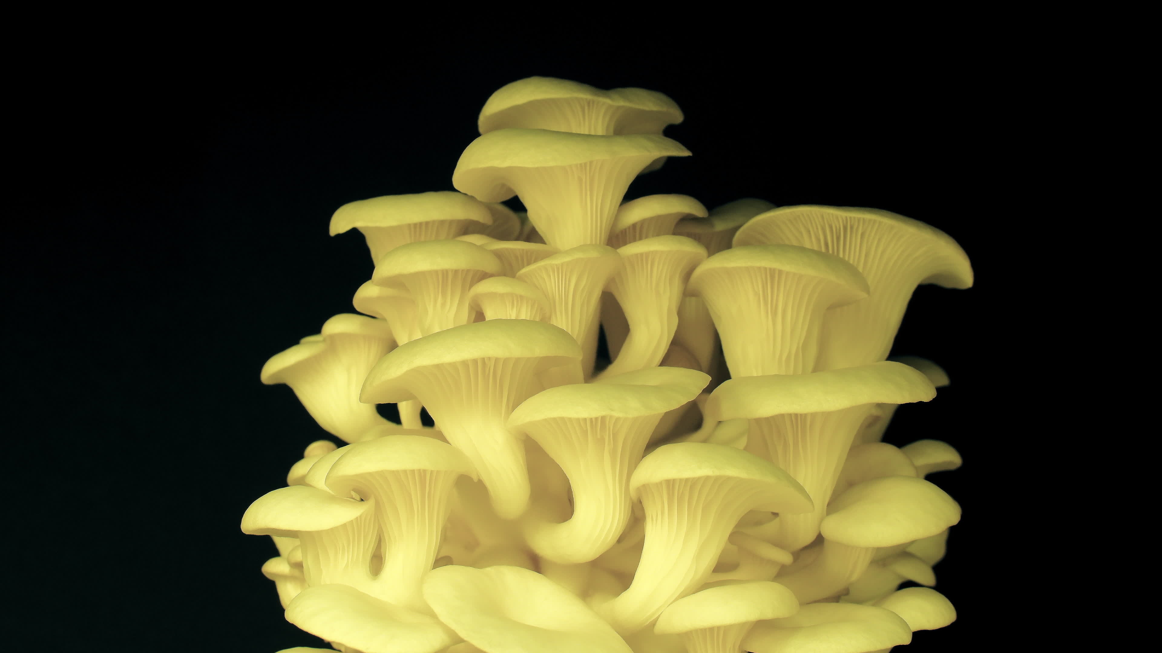 Oyster mushrooms, Growing process, Soil time lapse, Stock video footage, 3840x2160 4K Desktop