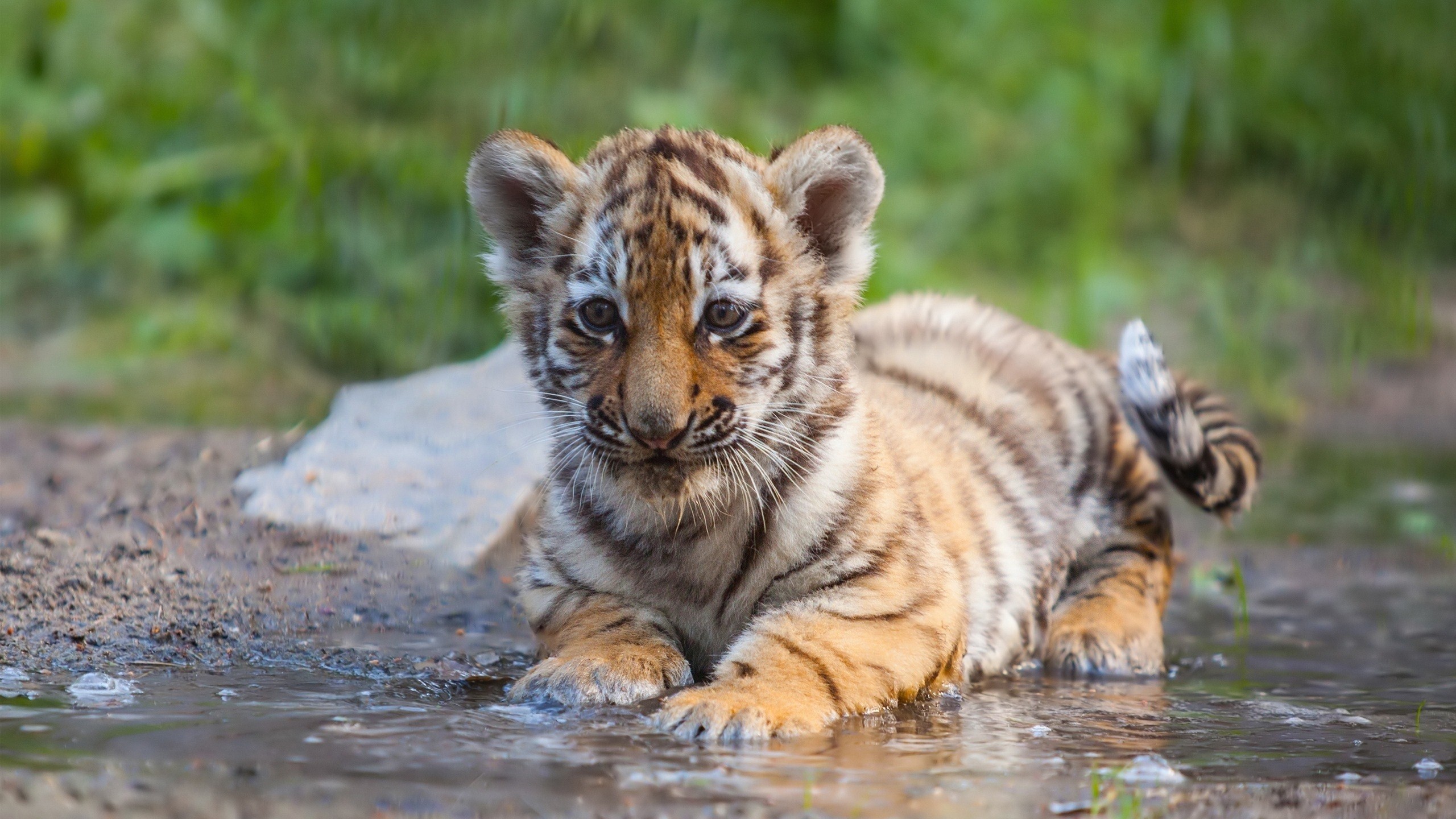 Tiger Cub: Cute animals, Water, Stripes, Predator, Big cat's baby. 2560x1440 HD Wallpaper.