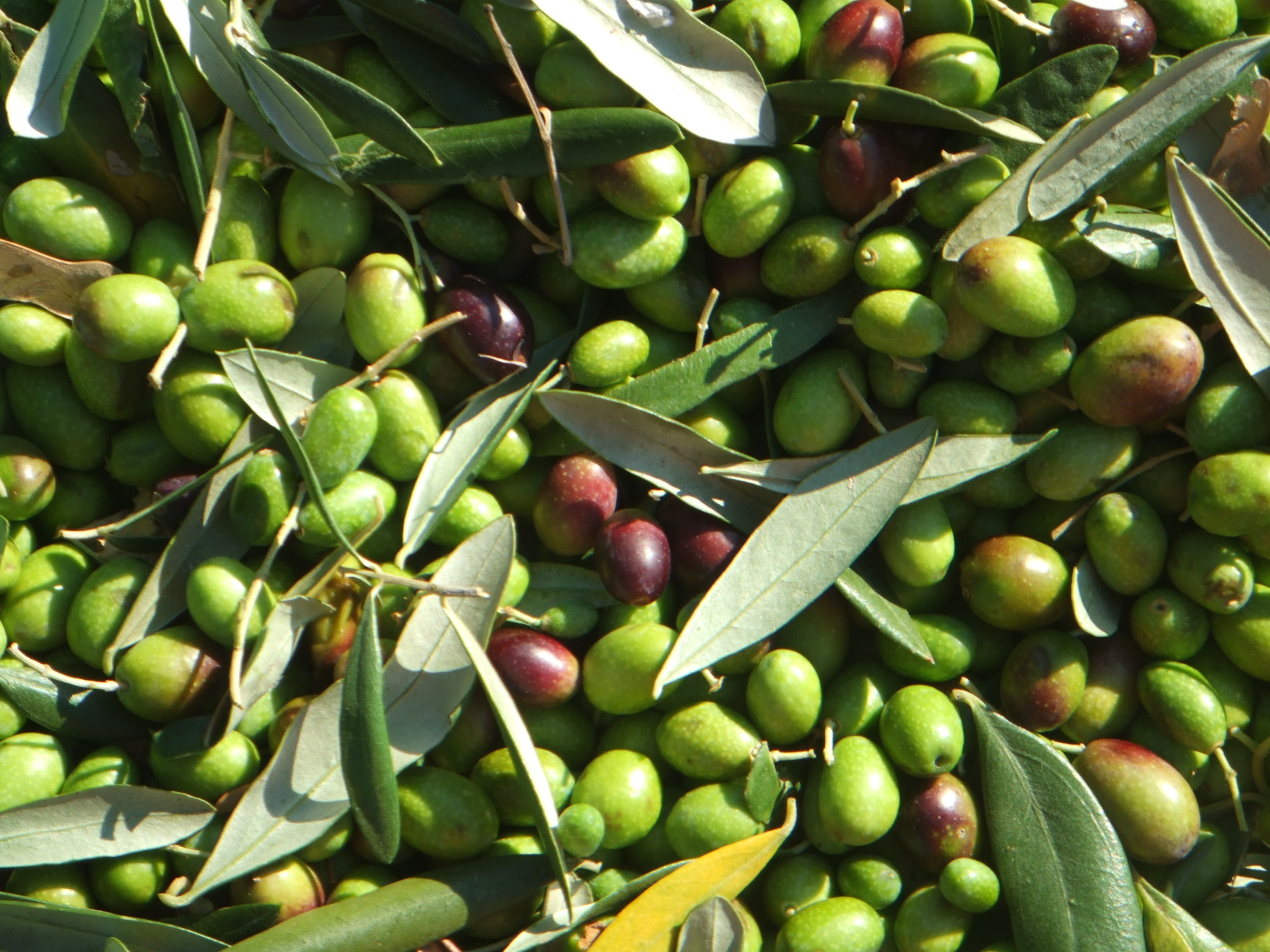 Olive: Food, A major agricultural importance in the Mediterranean region. 2050x1540 HD Background.