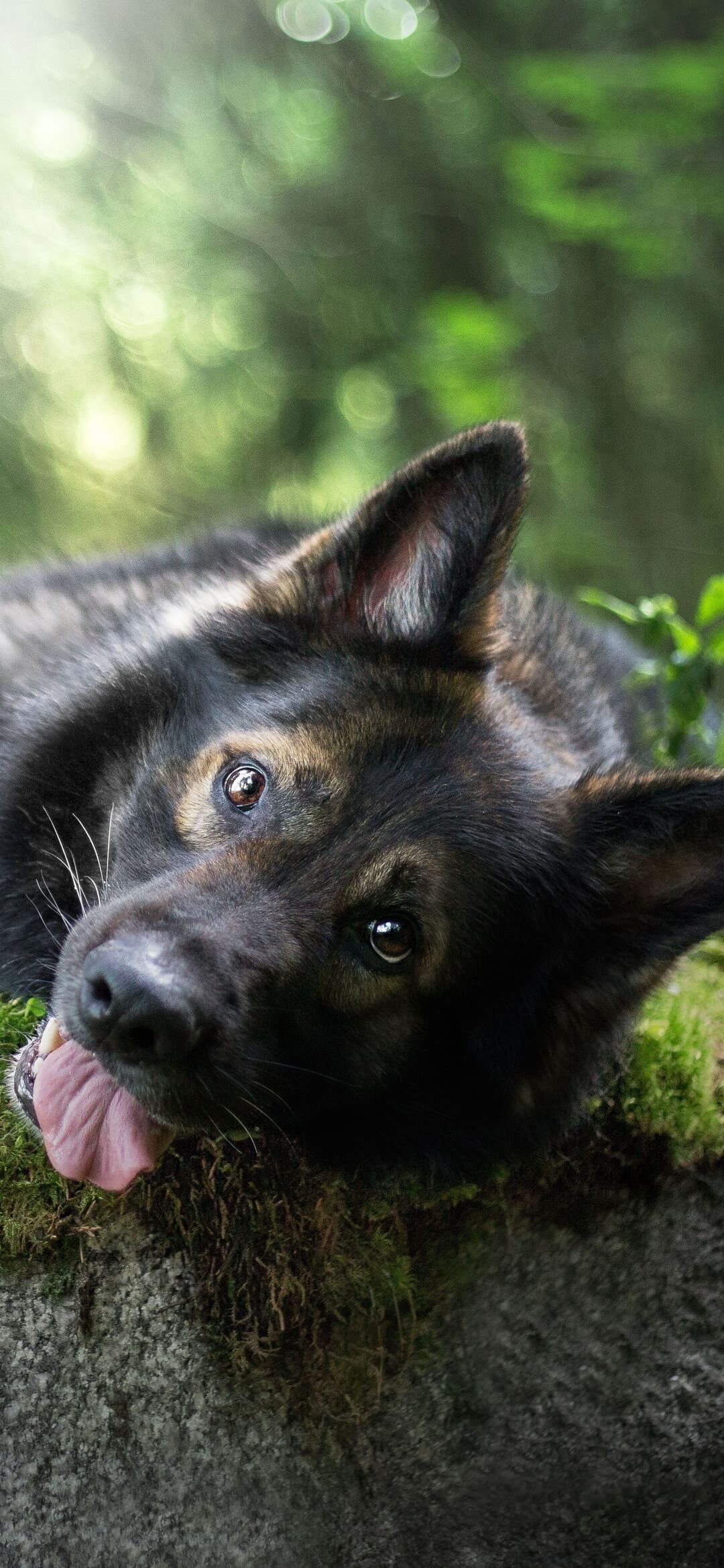 German Shepherd, G wallpapers, Stunning visuals, Canine magnificence, 1080x2340 HD Phone
