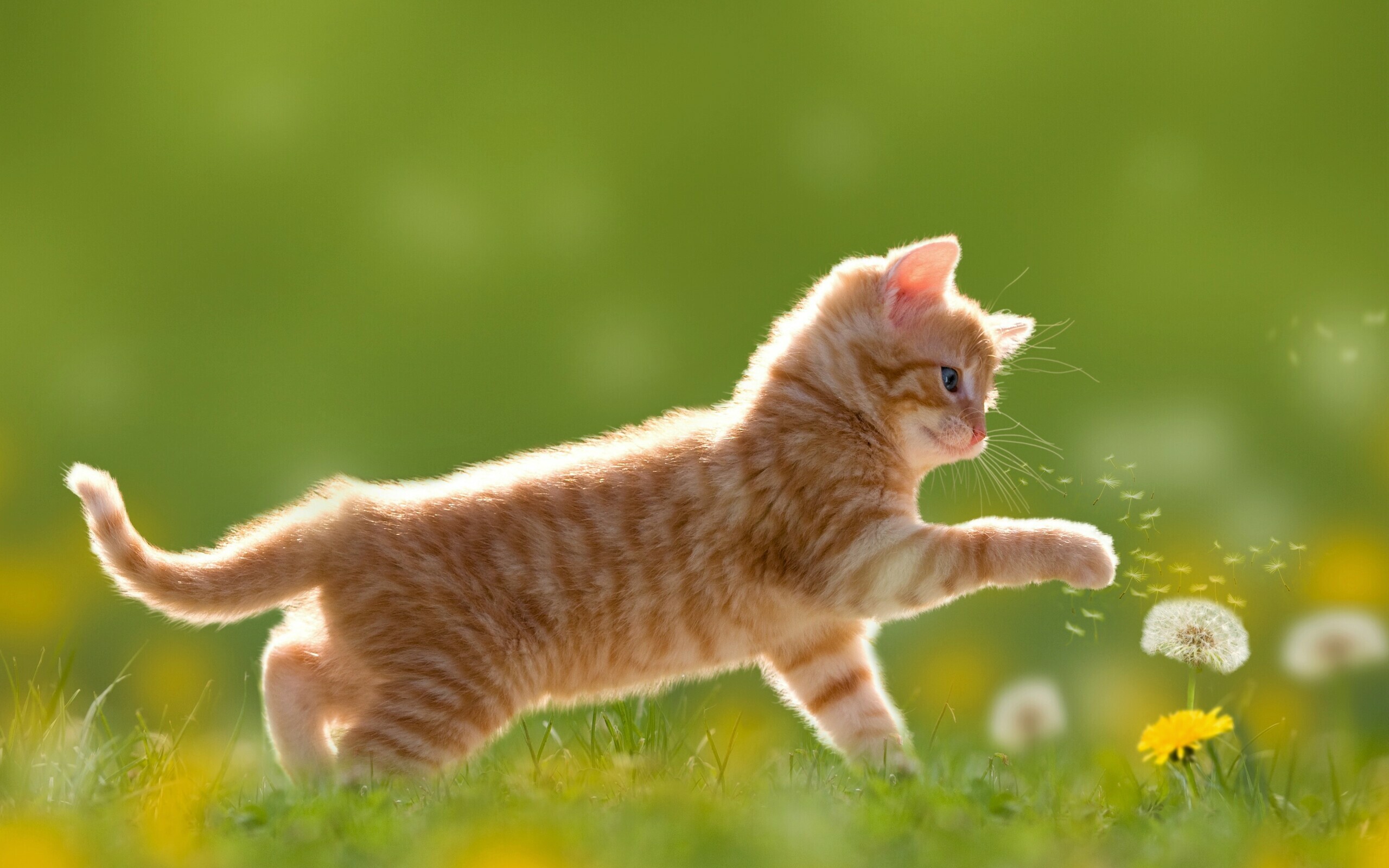 Kitten: Orange cat breeds, A furry animal that has a long tail and sharp claws. 2560x1600 HD Wallpaper.
