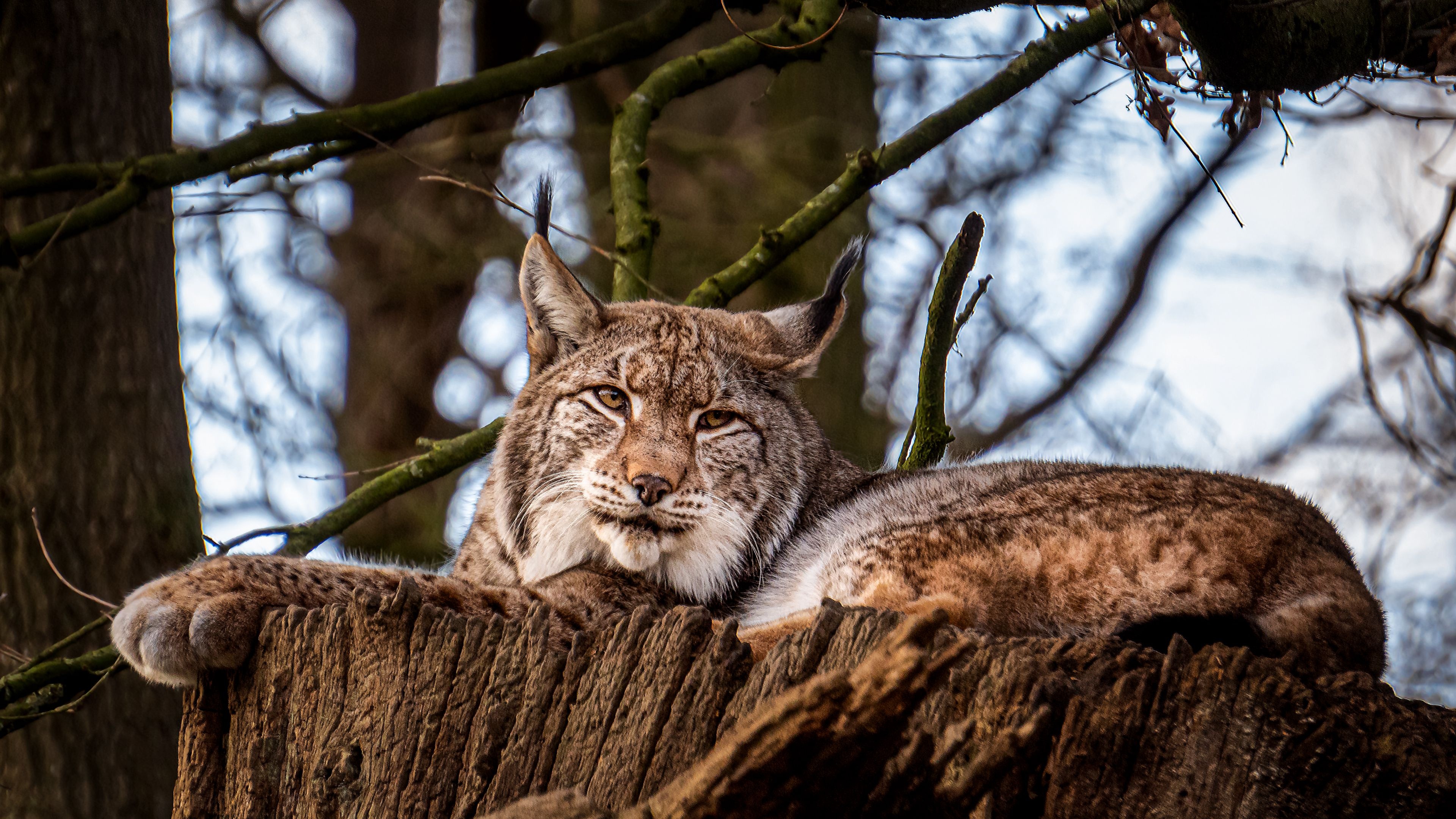 Eurasian lynx, Majestic predator, Snow-capped mountains, Wildcat species, 3840x2160 4K Desktop