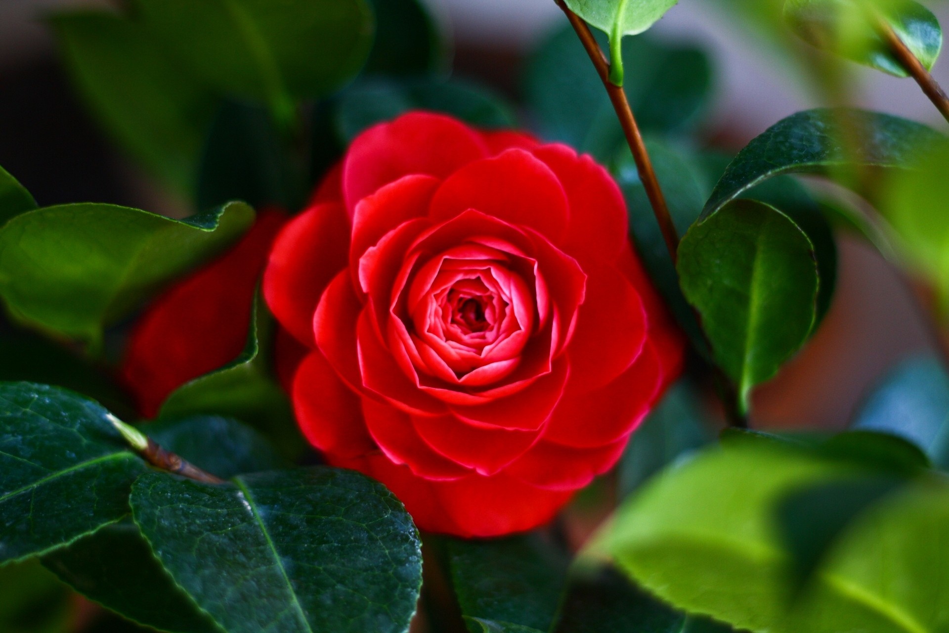 Camellia flower, Nature landscape, Pink blooms, Shallow focus, 1920x1280 HD Desktop