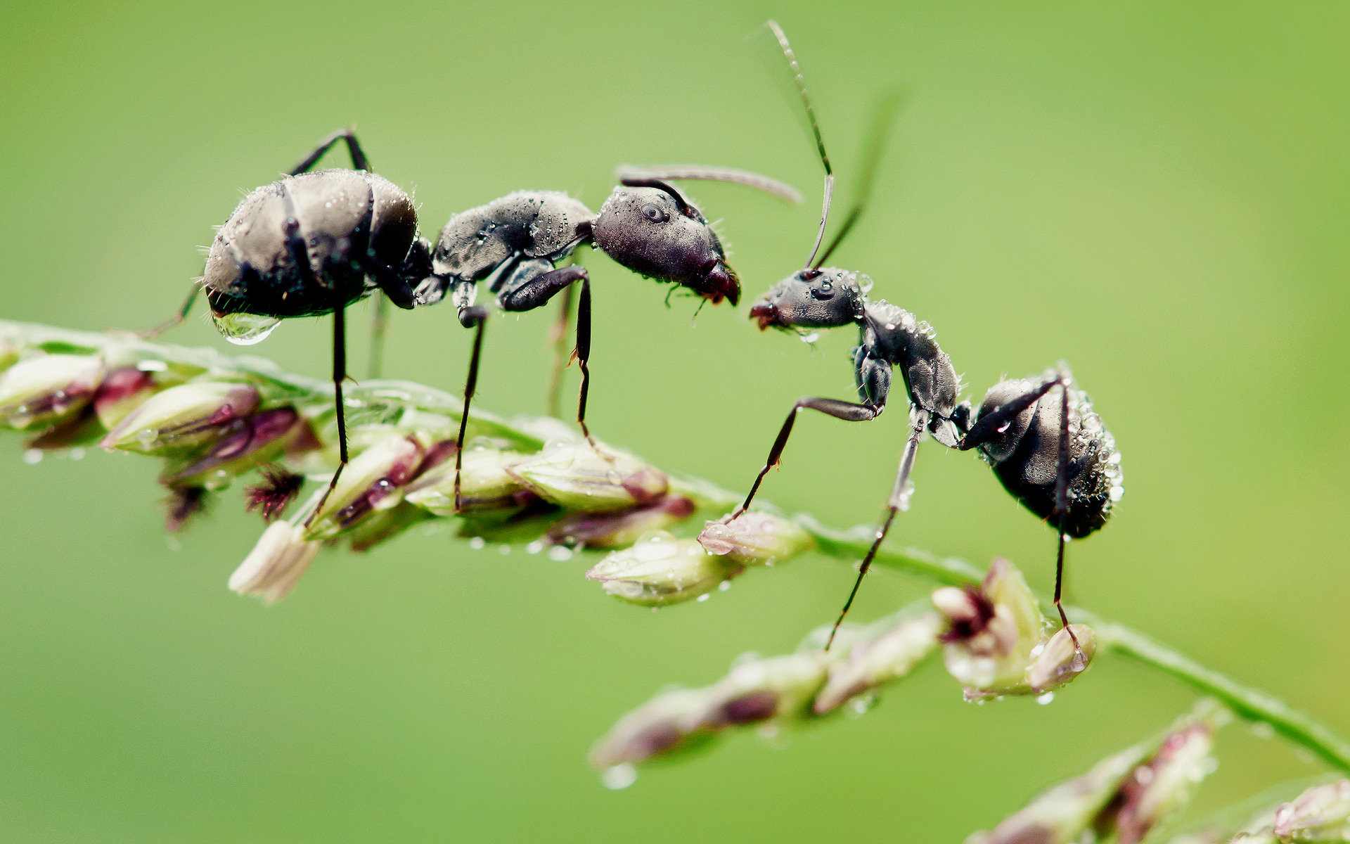 Ant wallpaper, Dynamic ant image, Eye-catching design, Perfect for screens, 1920x1200 HD Desktop