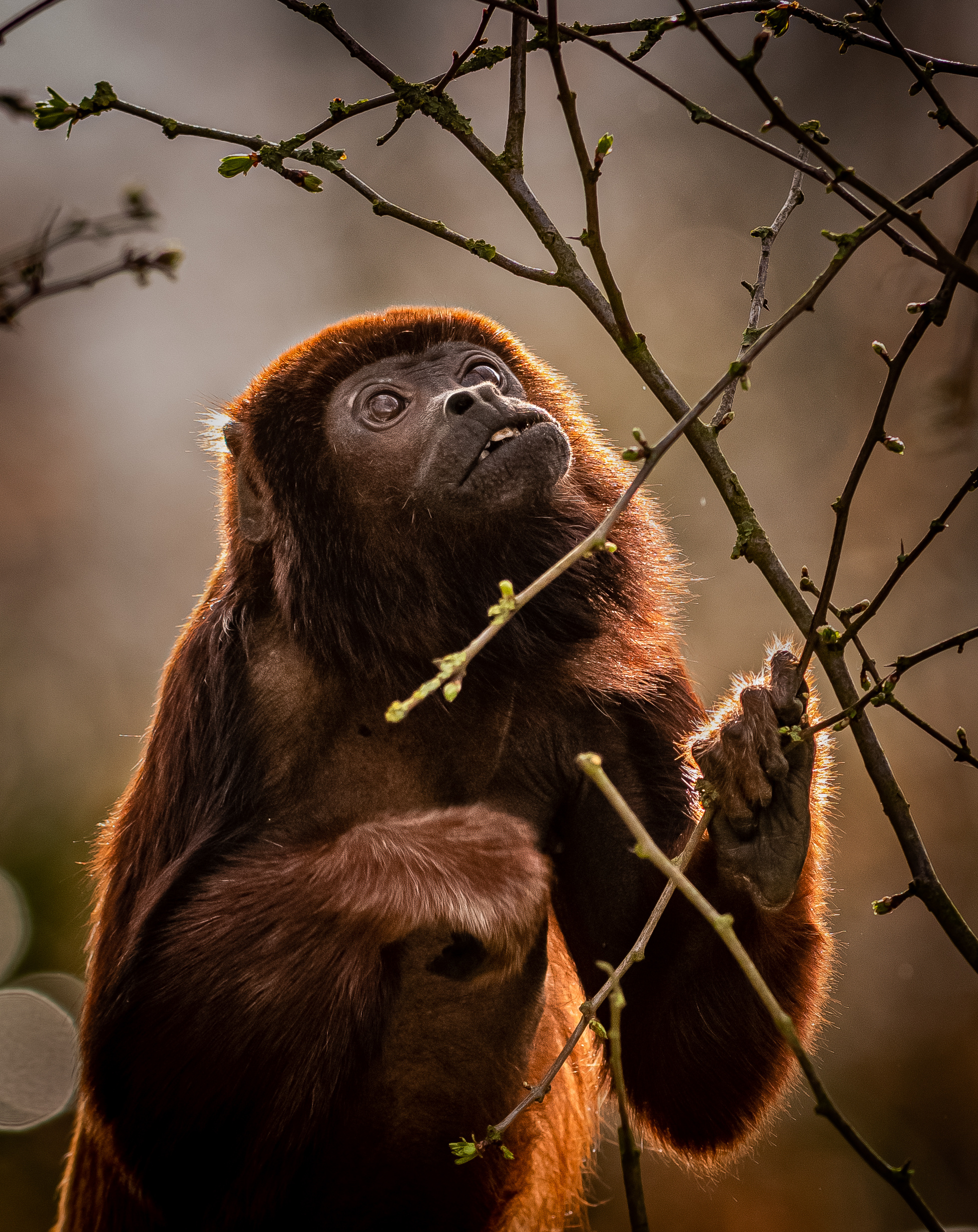 Howler Monkey, Vibrant red fur, Amazon rainforest resident, Nature's fiery wonder, 1960x2470 HD Phone