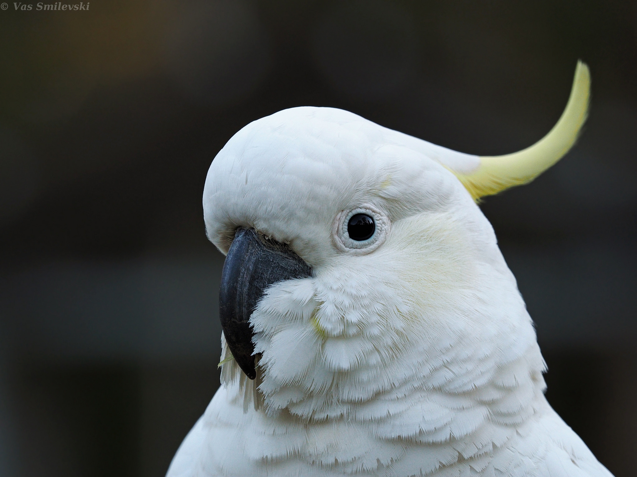 Cockatoo: Yellow Crested Parrot, Close Up. 2050x1540 HD Background.