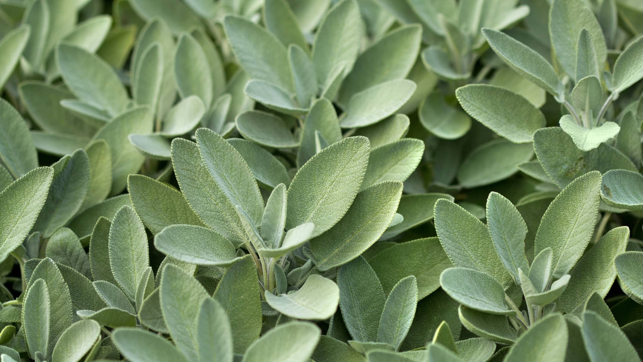 Sage as a spice, Culinary applications, Seasoning plant, Traditional flavoring, 2160x1220 HD Desktop