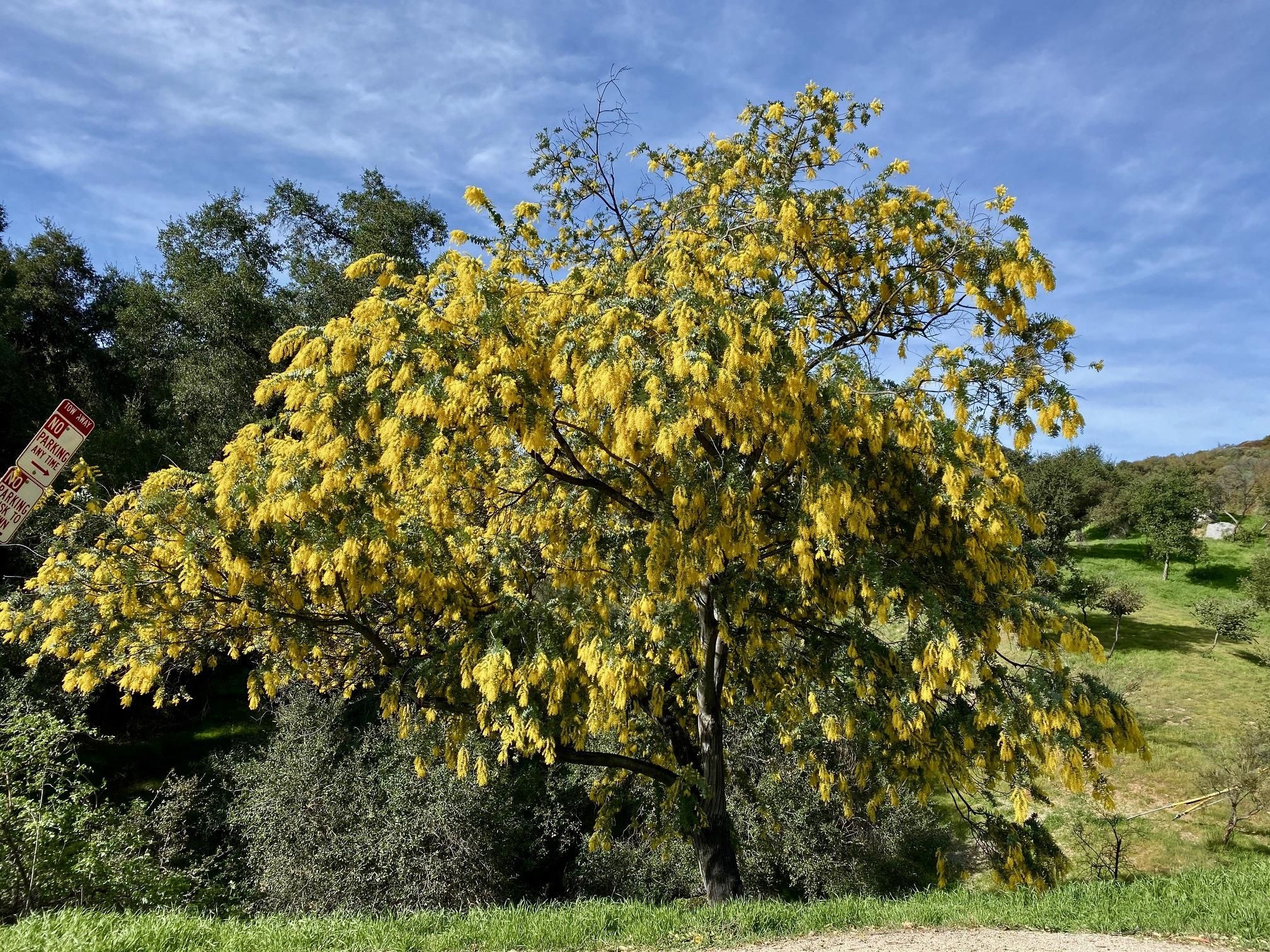 Acacia Tree, Full bloom beauty, Backyard delight, Vibrant blossoms, 2020x1520 HD Desktop