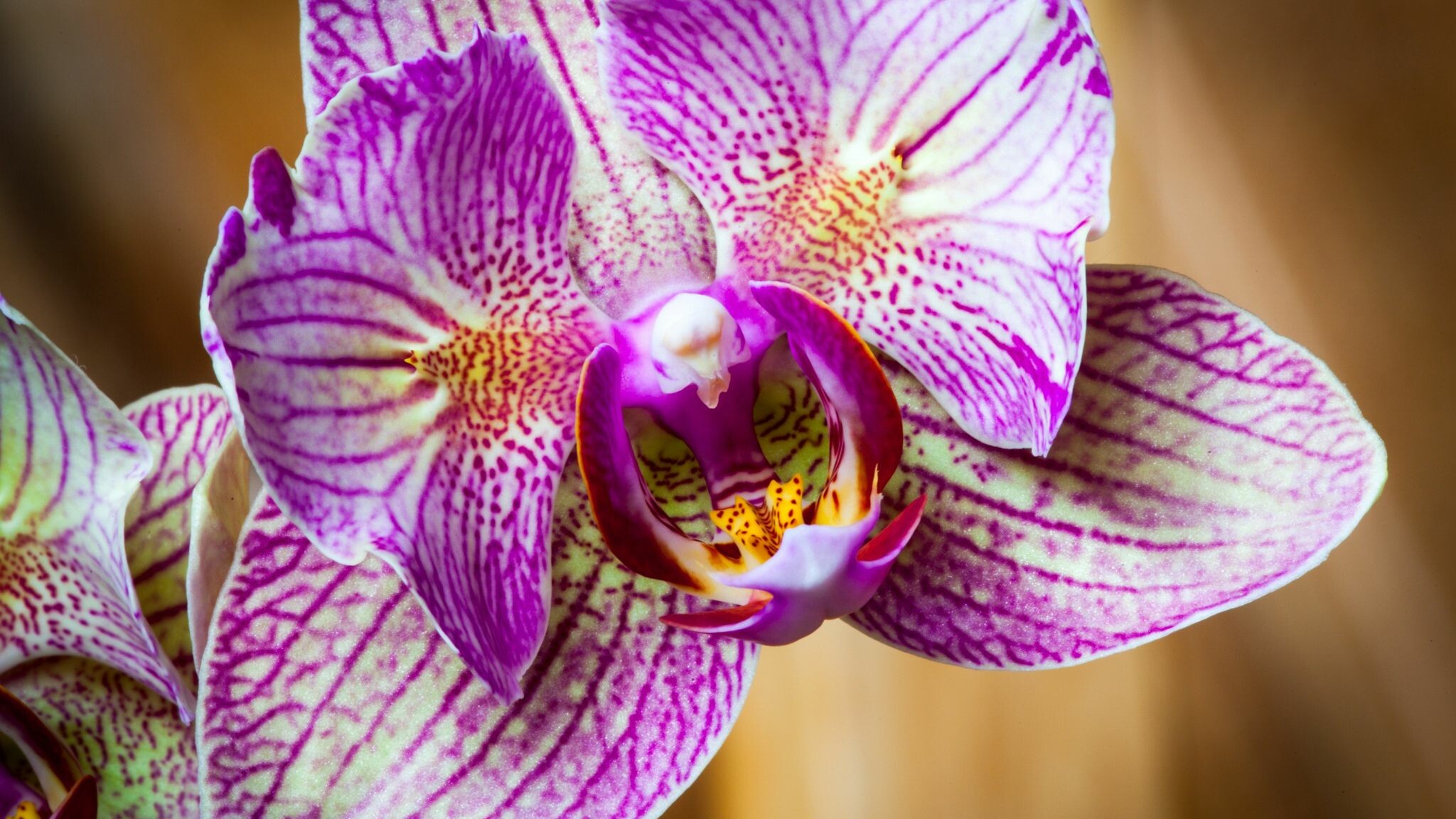 Orchid: A characteristic, highly evolved lip, a petal that protrudes in a blossom of three petals and three sepals, some fused together. 2050x1160 HD Wallpaper.