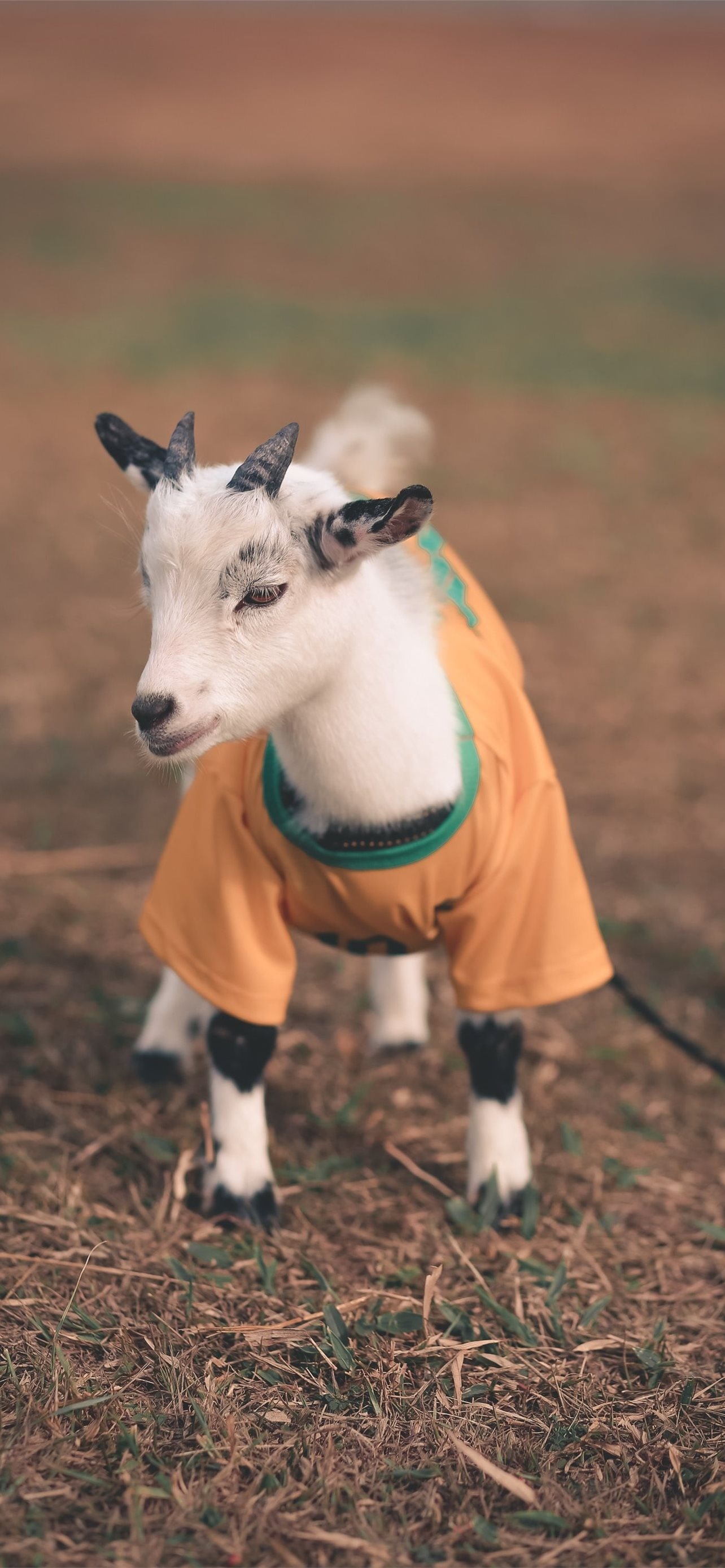Goat iPhone wallpapers, Exceptional visuals, Stunning impression, Mobile charm, 1290x2780 HD Phone