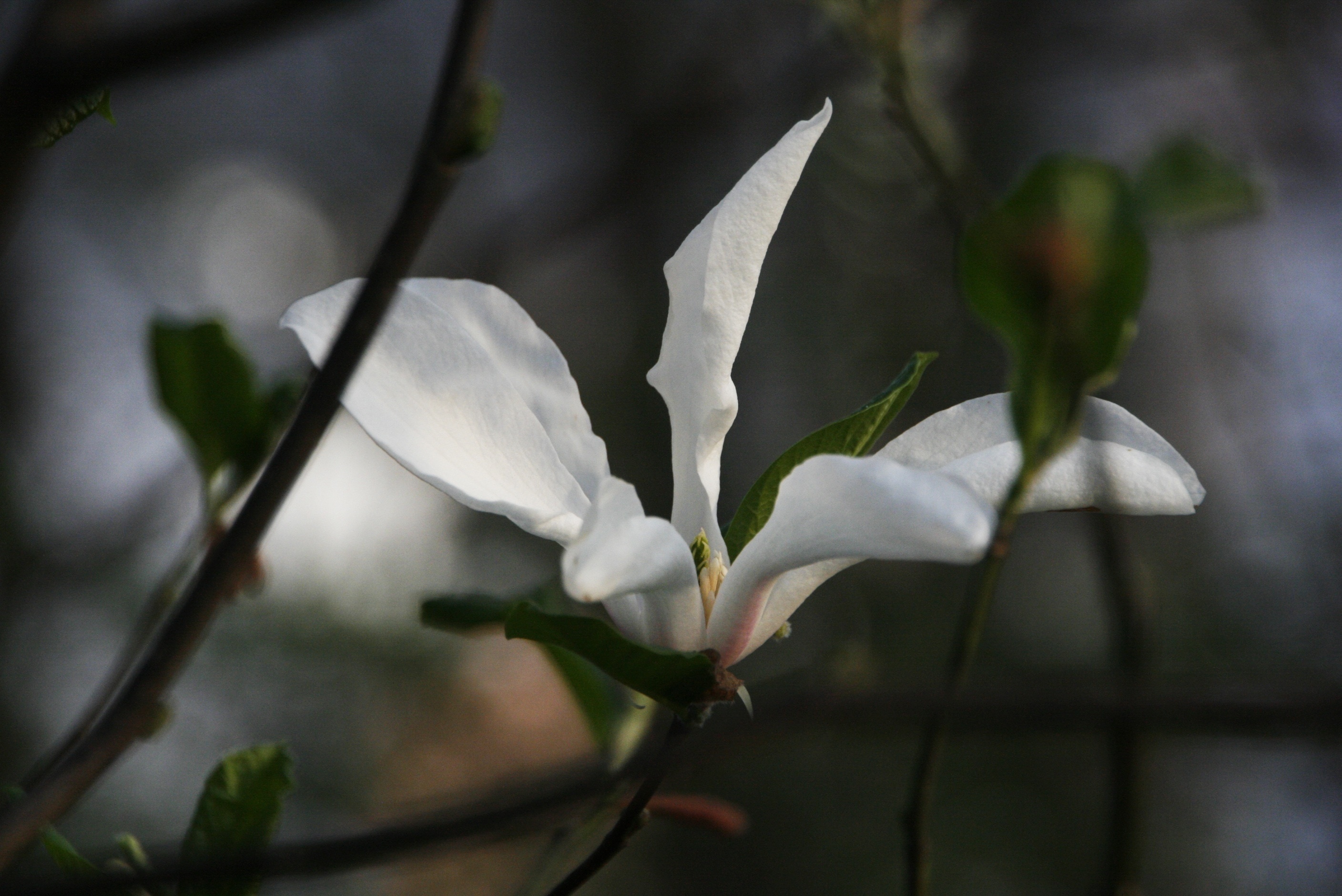 White magnolia, Serene beauty, Free image, Peakpx, 2820x1880 HD Desktop