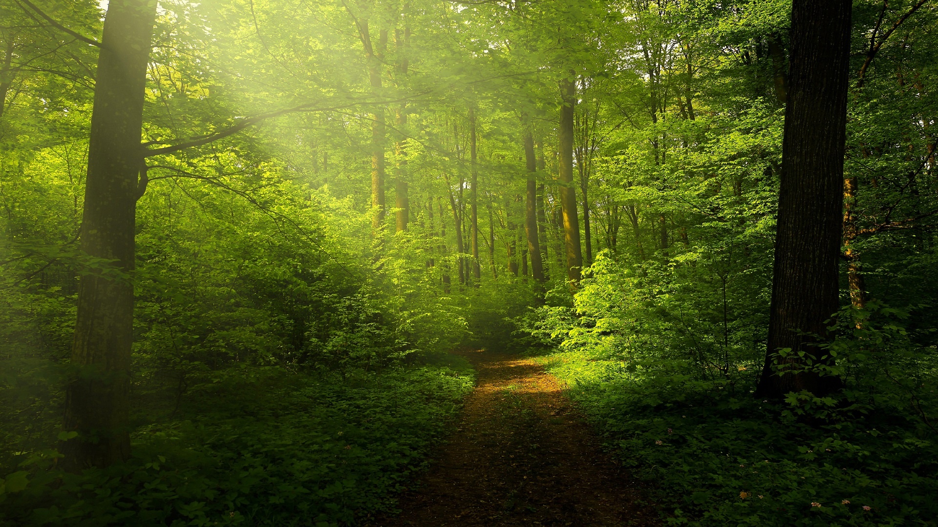 Green Forest: Temperature and rainfall are the two most important things for woodlands. 1920x1080 Full HD Background.