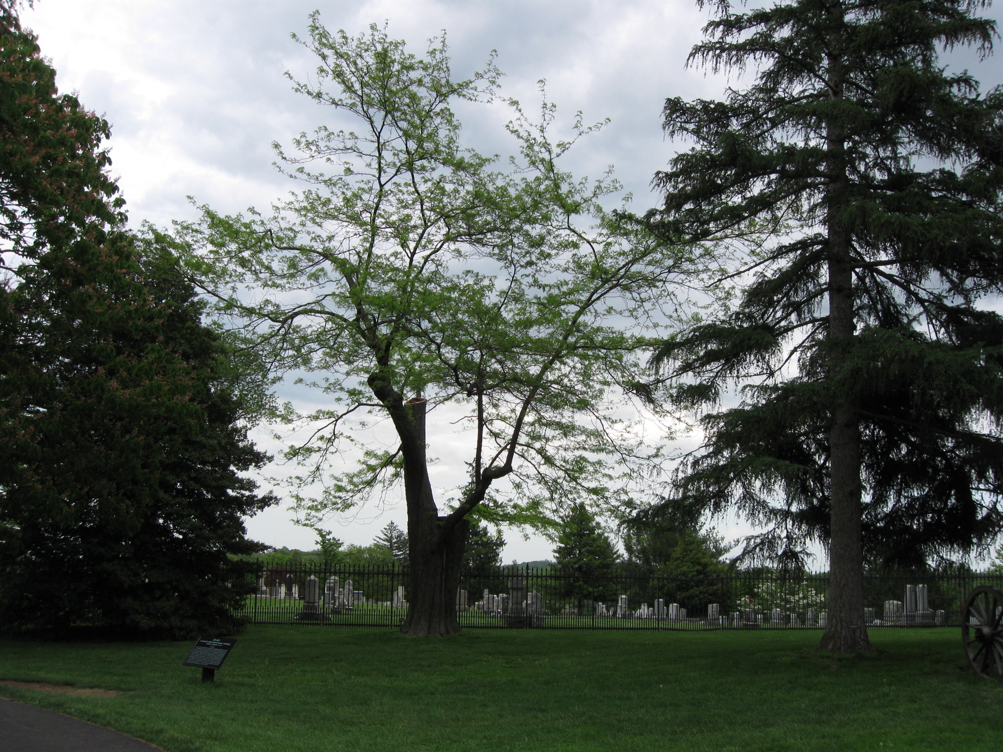 Gettysburg cemetery, Witness tree update, Historical conservation, Preserving heritage, 2050x1540 HD Desktop