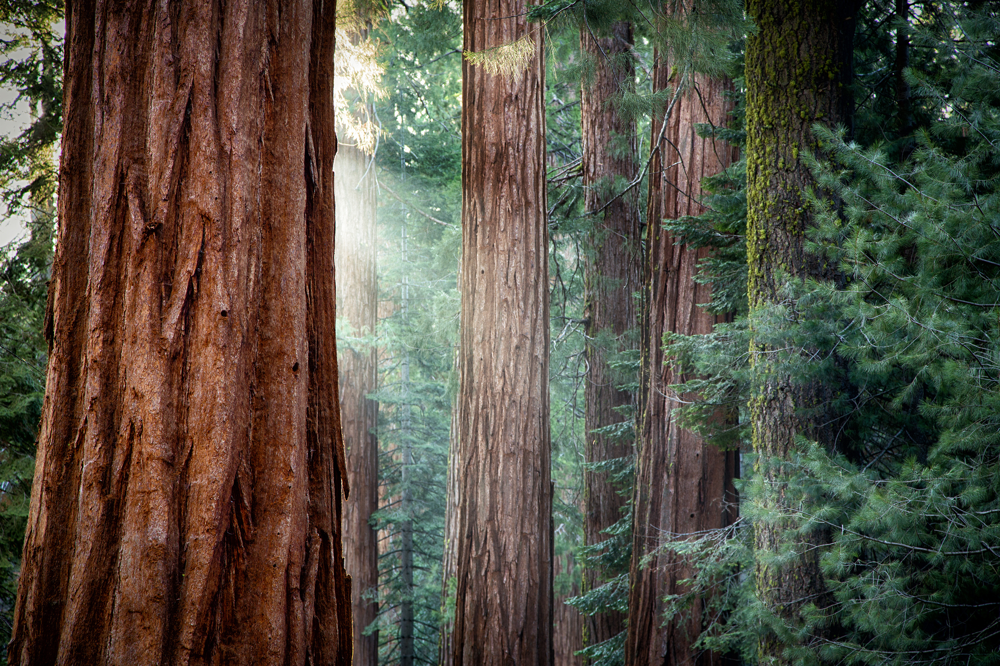 Majestic redwoods, Towering wonders, Nature's masterpiece, Serene forest, 3200x2140 HD Desktop