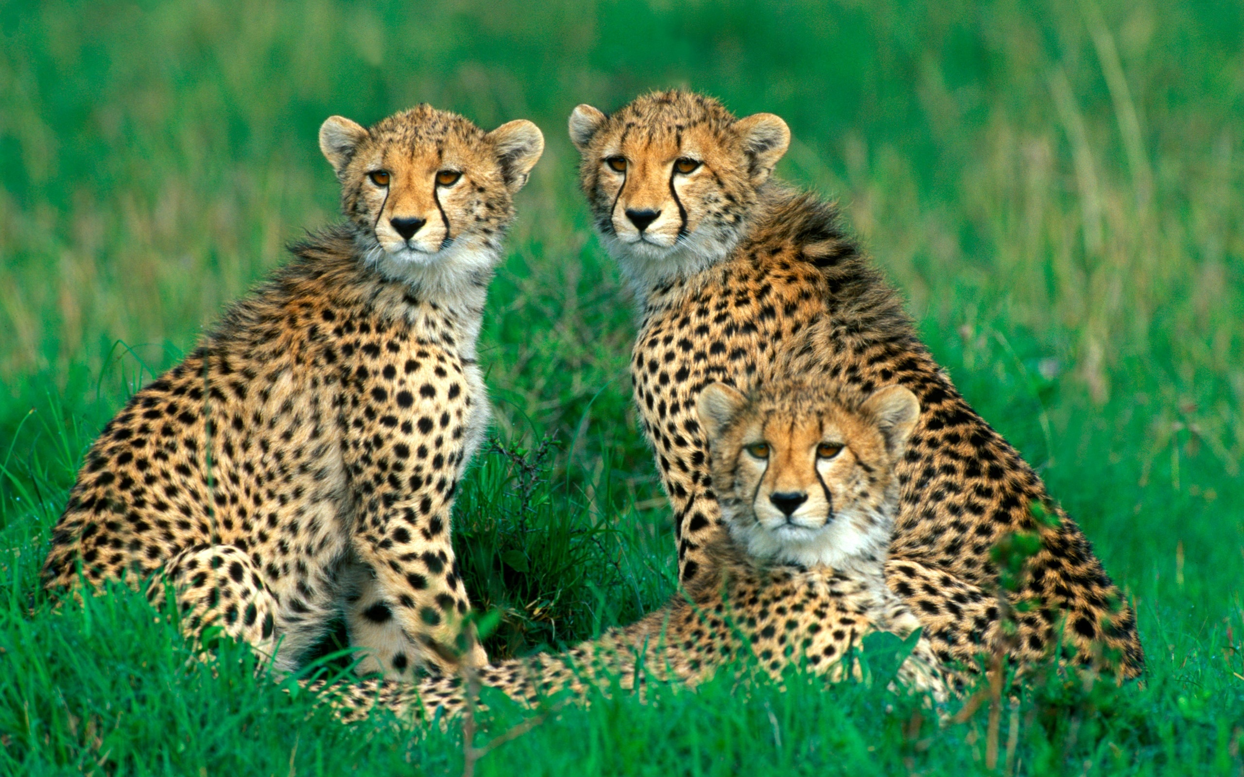 Cheetah, Diverse wallpaper collection, Majestic feline, Stunning photographs, 2560x1600 HD Desktop