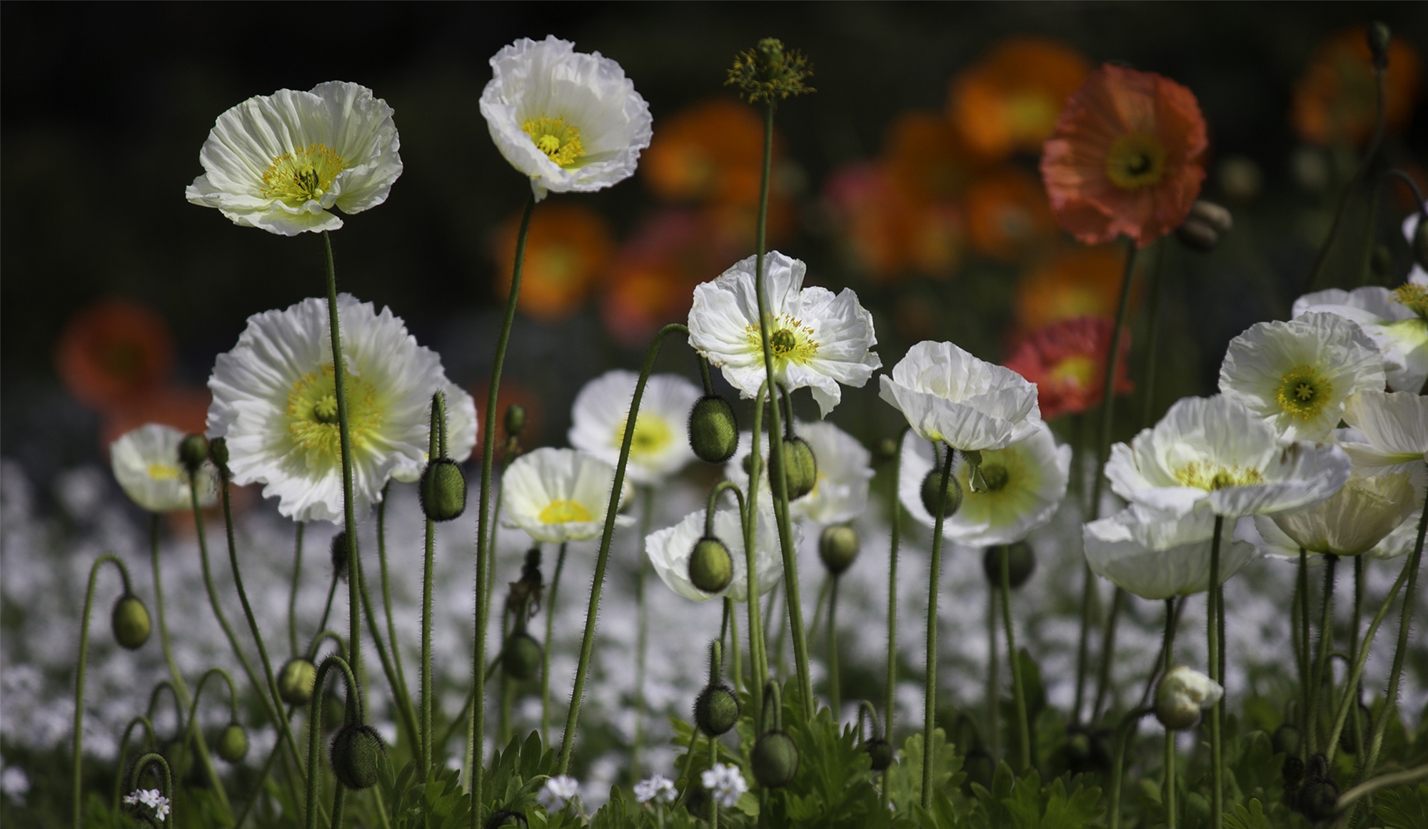 White Poppy, HD wallpaper, Background image, Graceful blossom, 2000x1170 HD Desktop