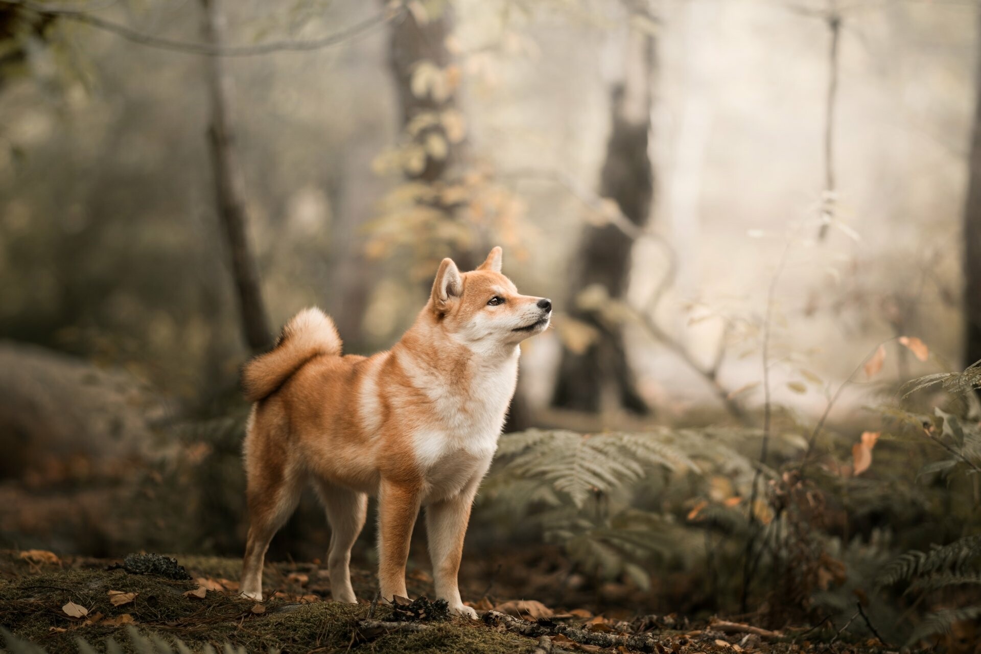 Shiba Inu: The breed nearly became extinct during World War II. 1920x1280 HD Background.