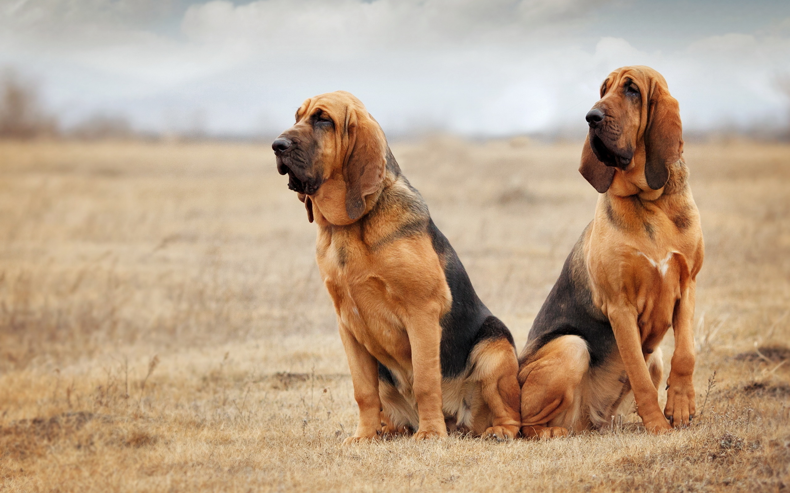 Bloodhound, Dog image, Adorable animal, Canine companion, 2560x1600 HD Desktop