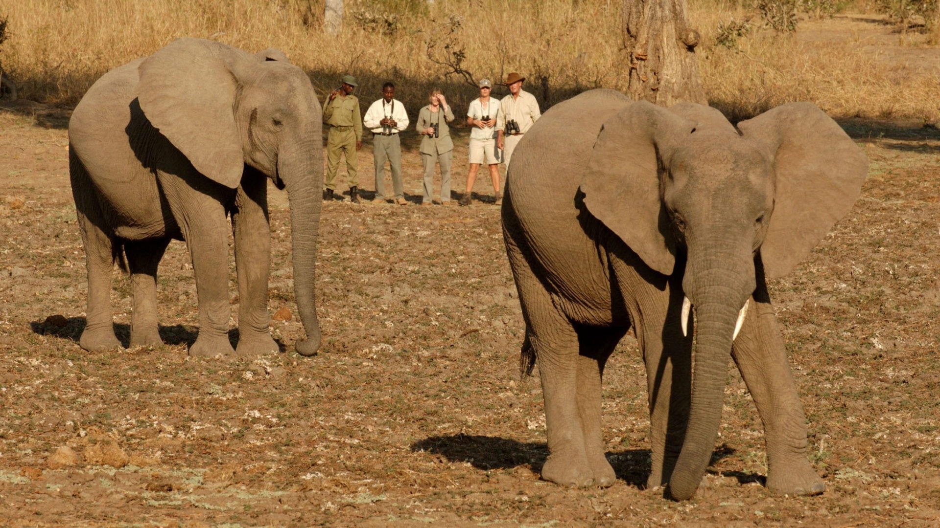Zambia safaris, African adventure, Memorable travel, Safari experiences, 1920x1080 Full HD Desktop