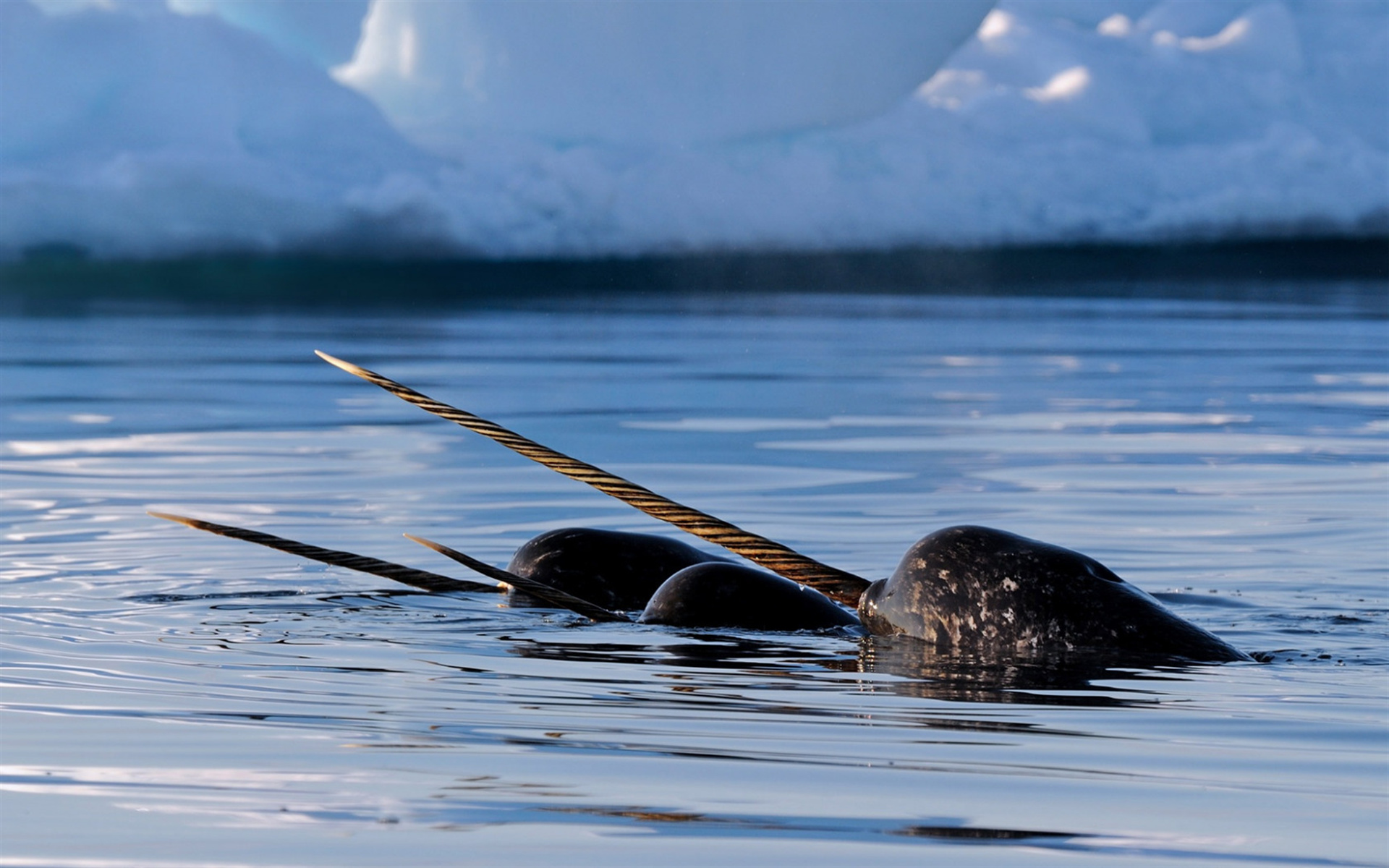 Narwhal, Download wallpapers, Green whale, Canada, 1920x1200 HD Desktop