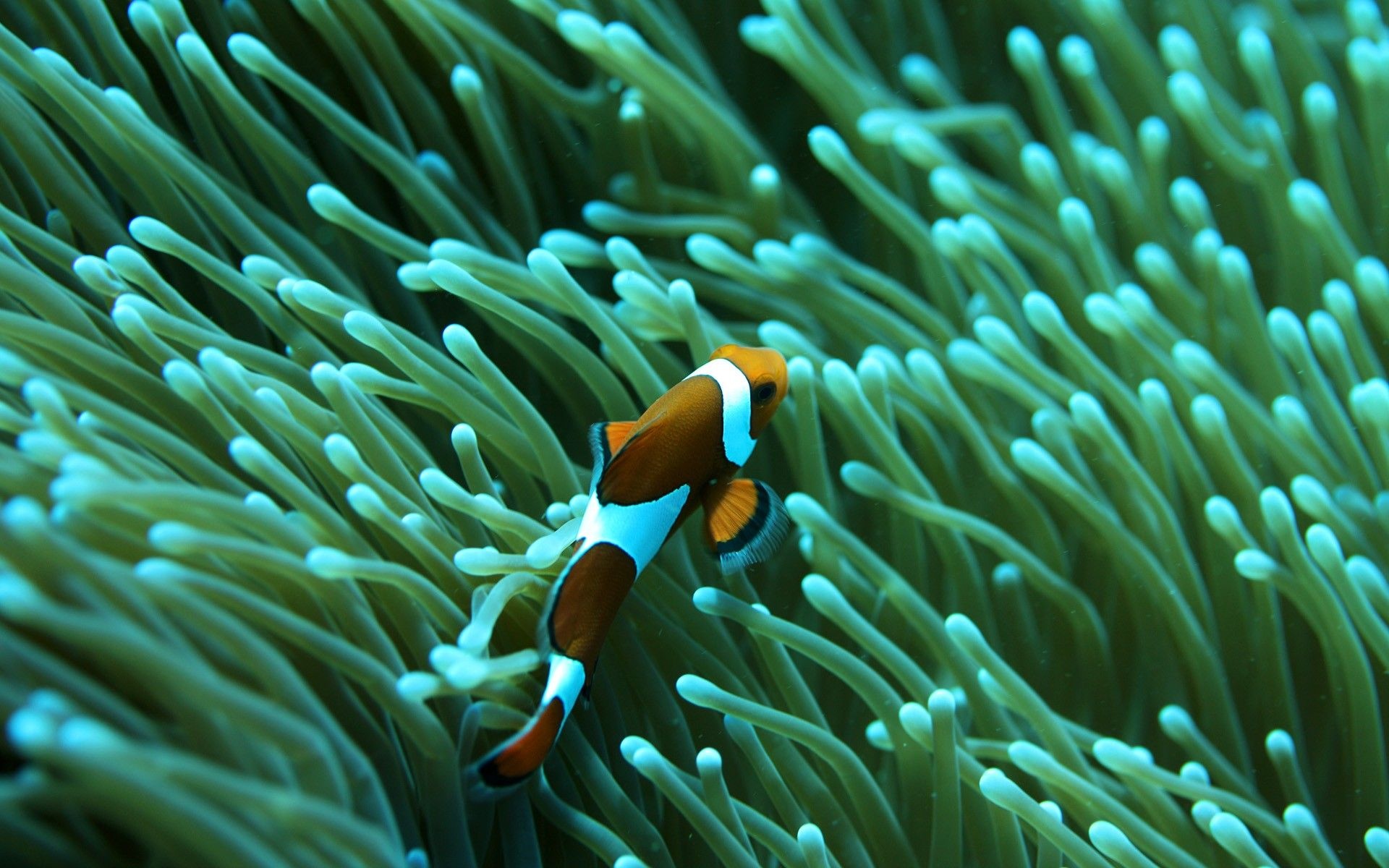 Clown Fish: Native to the eastern Indian and Western Pacific oceans, Saltwater aquarium. 1920x1200 HD Background.