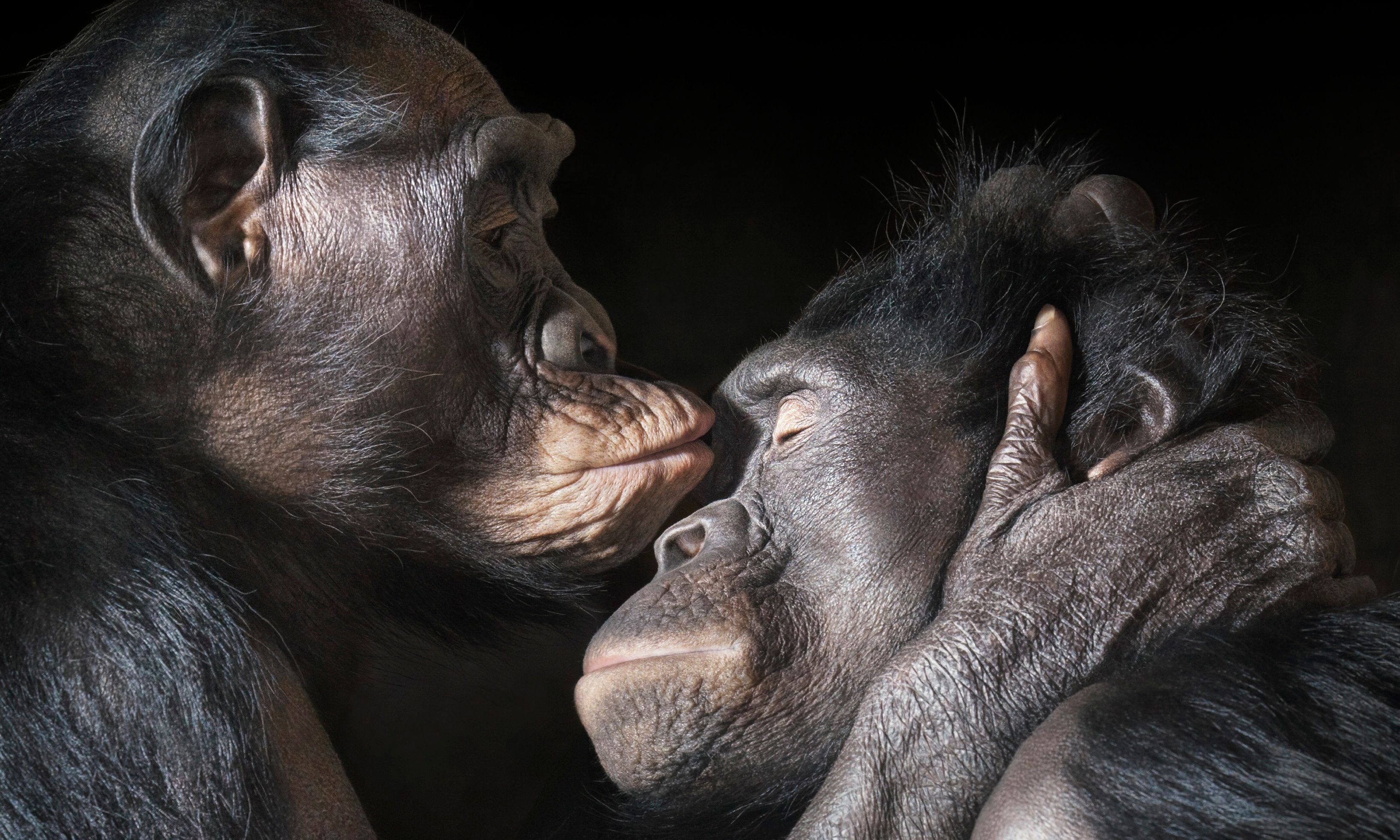 Chimpanzee portrait, Chimpanzee face, Primate emotions, Forest dwelling, 3280x1970 HD Desktop