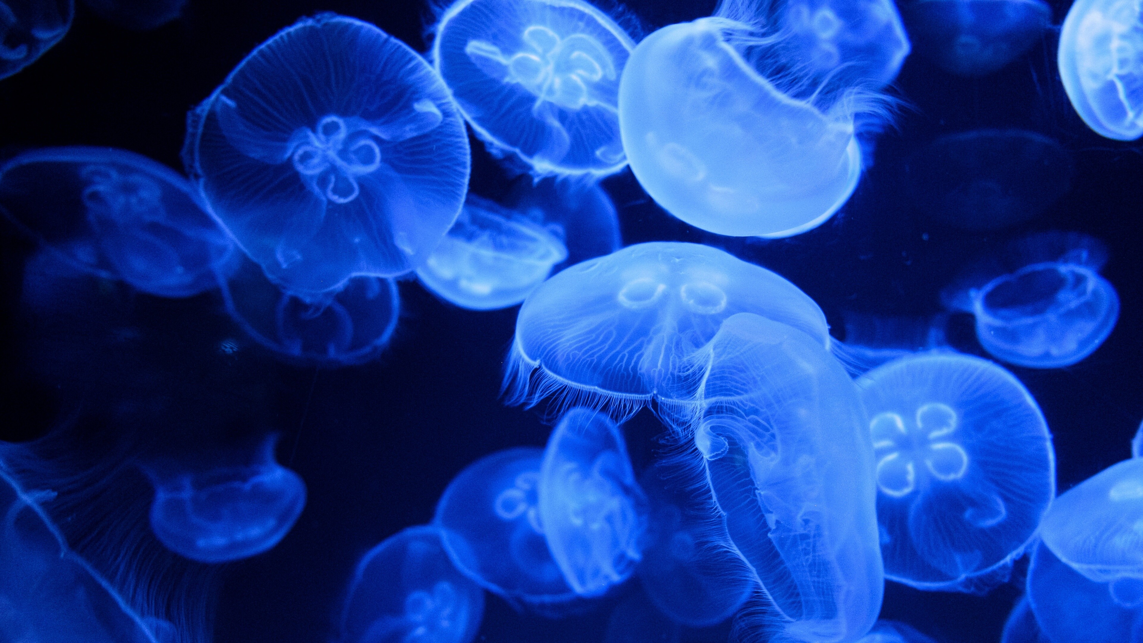 Glowing Jellyfish: Bioluminescence, Marine life, Aequorea victoria, Capable of producing flashes of blue light. 3840x2160 4K Wallpaper.