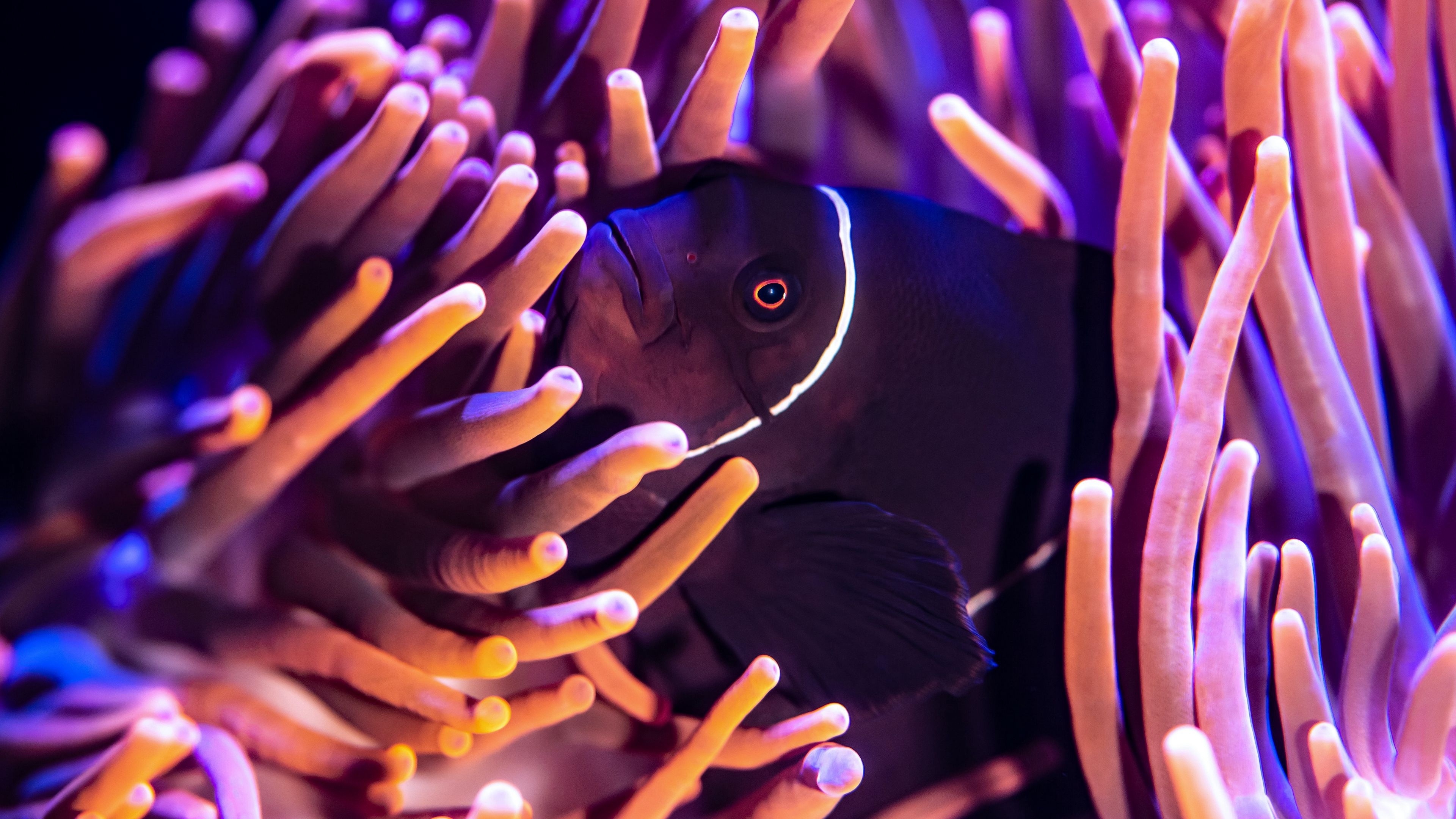 Black fish enchantment, Sea animal fascination, Stunning high-res, Monochromatic masterpiece, 3840x2160 4K Desktop