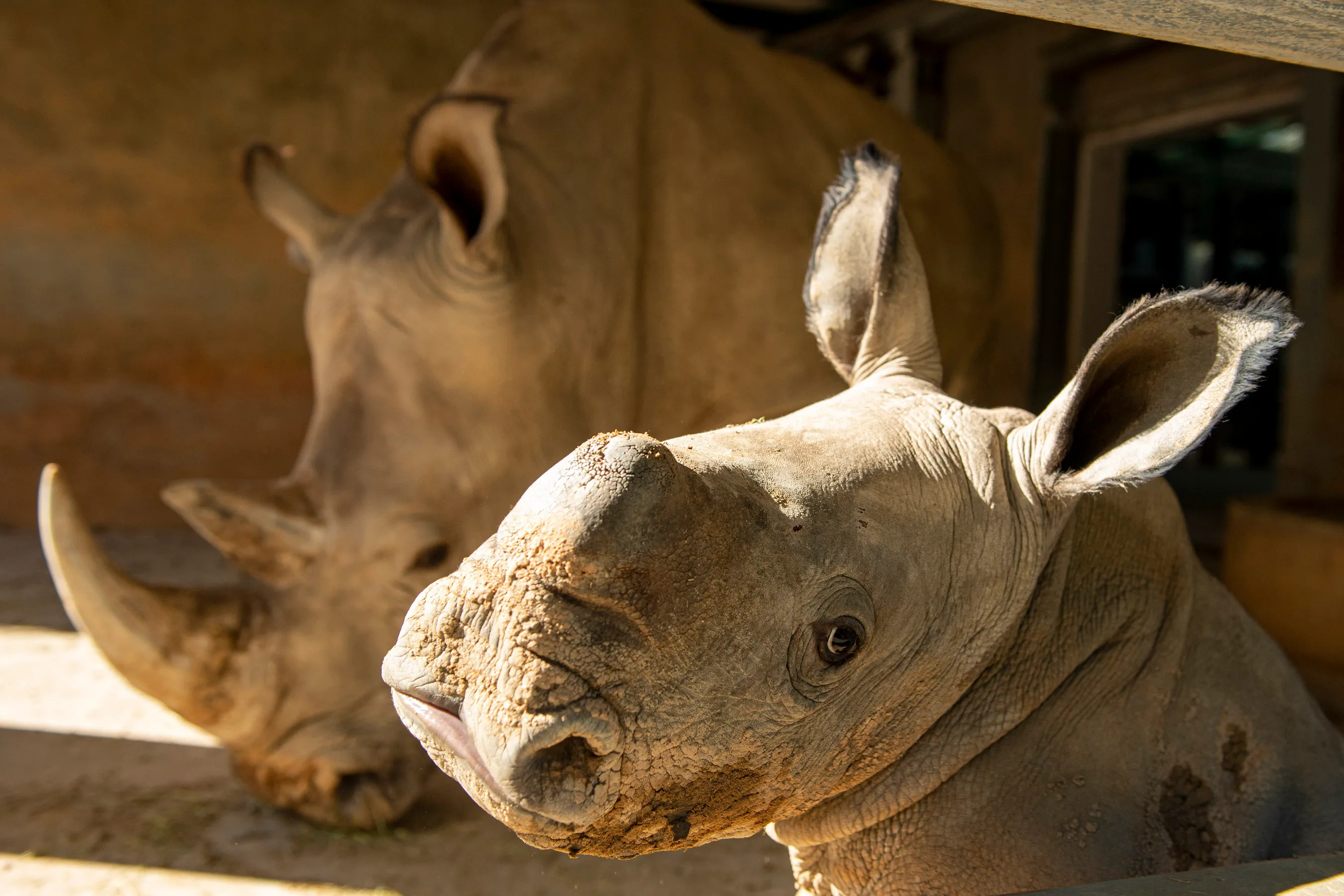 Baby white rhino, Heartwarming arrival, Animal kingdom celebration, WFTV report, 2700x1800 HD Desktop