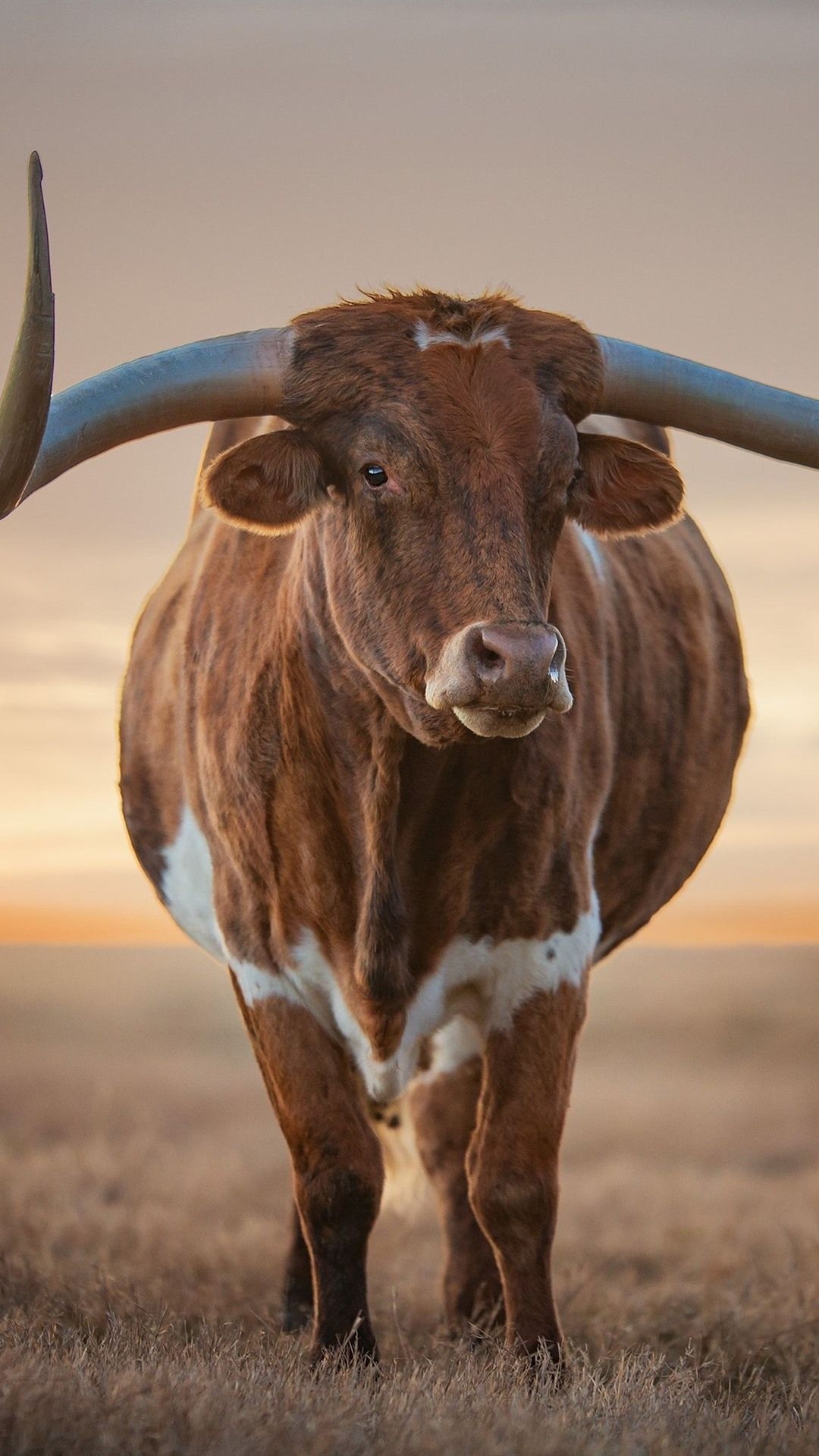 Sunset cow scene, Farm animal beauty, Rustic charm, Grazing peacefully, 1080x1920 Full HD Phone