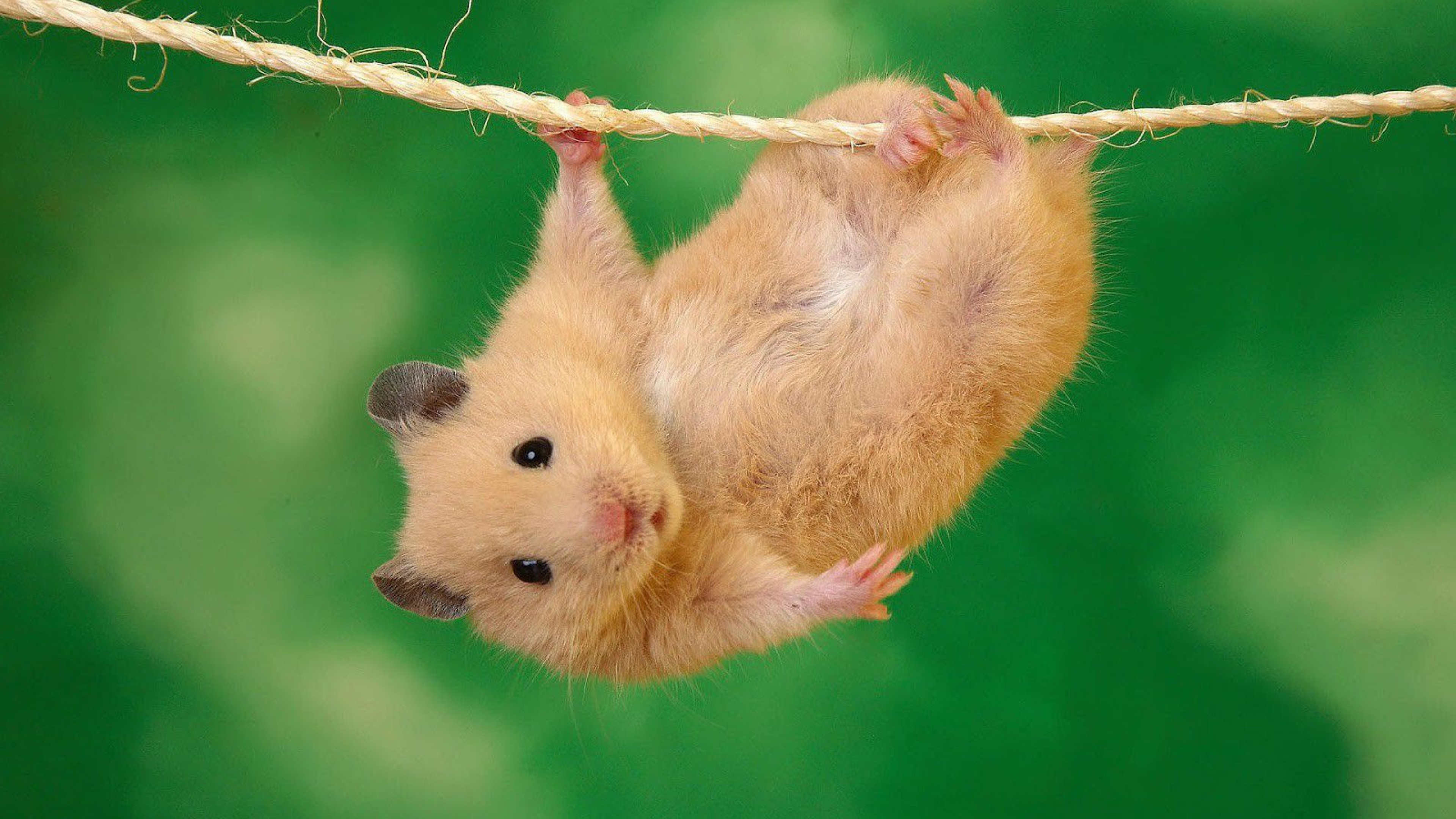 Cute hamster, Photo collection, Wholesome images, Screensaver-worthy, 3840x2160 4K Desktop