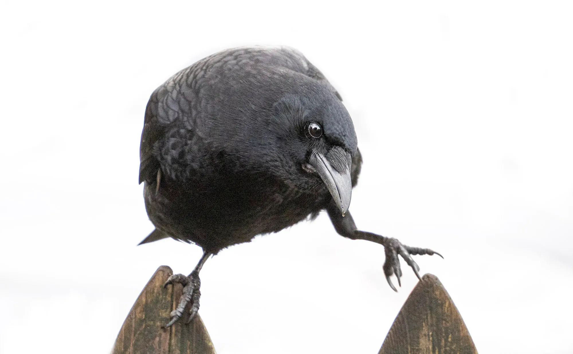 Crow therapy, Urban crows, Stanley park ecology society, 2000x1240 HD Desktop